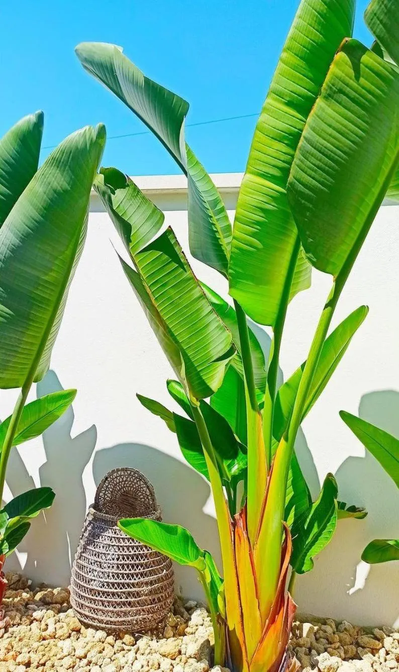 B&B Suites Via del Mare