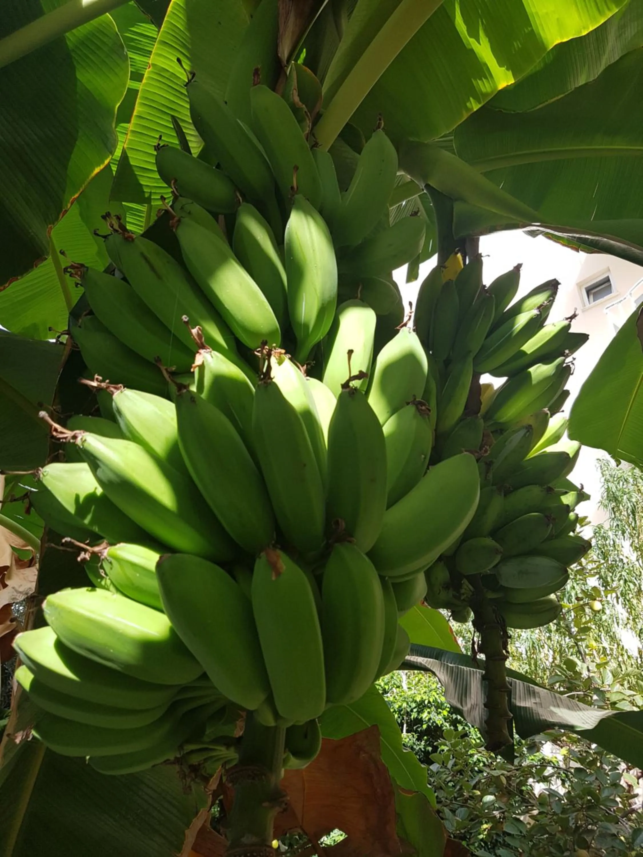 Garden in Belle Ocean Apart Otel