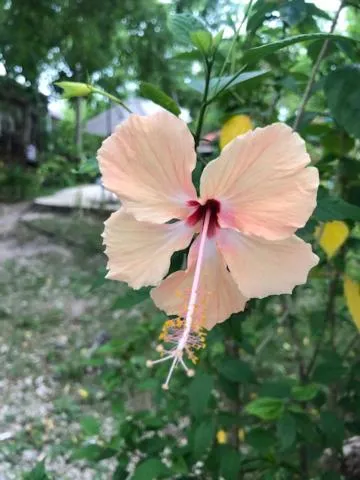 Garden in Santander Pebble Beach Resort