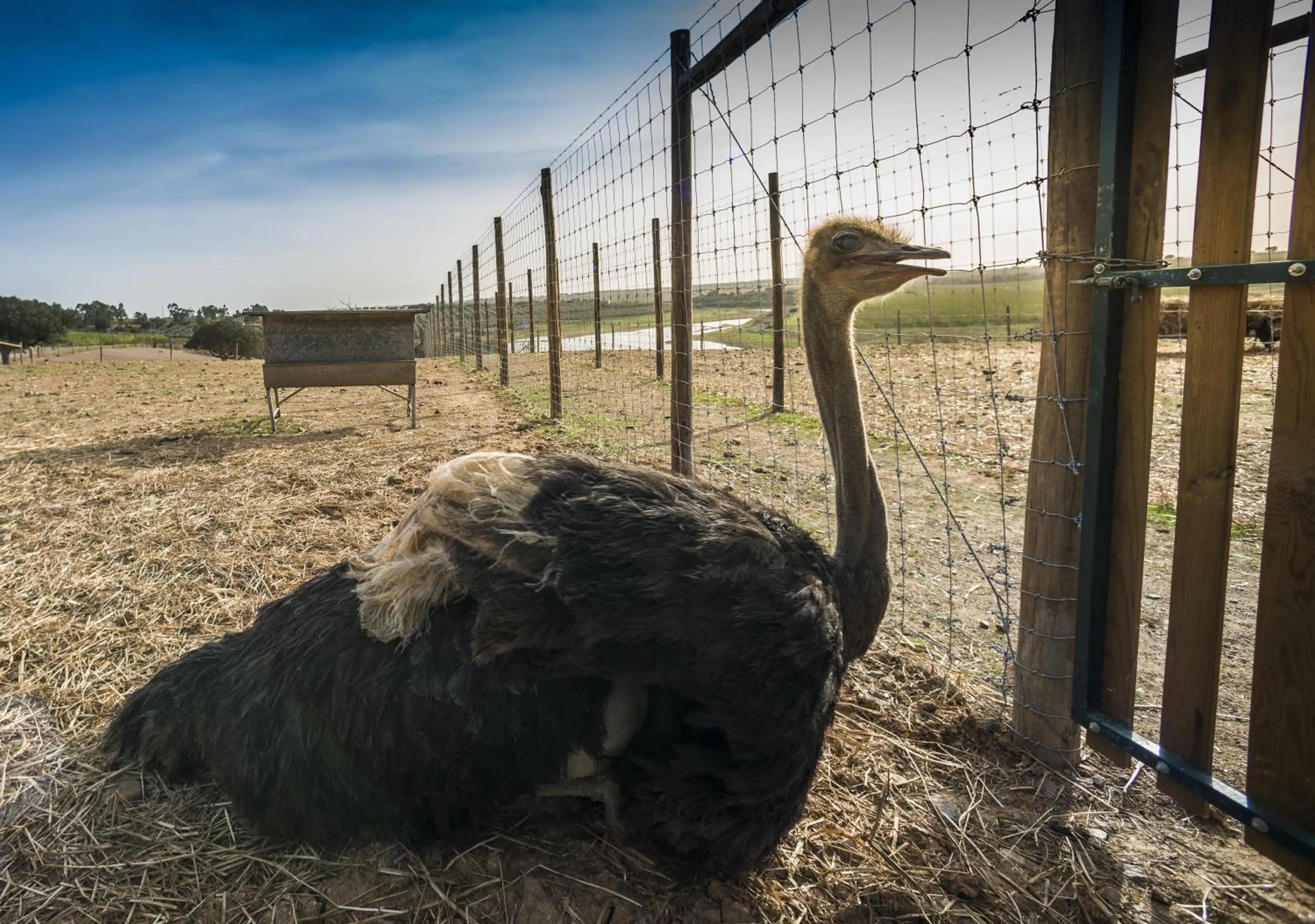 Other in Vila Gale Alentejo Vineyard - Clube de Campo