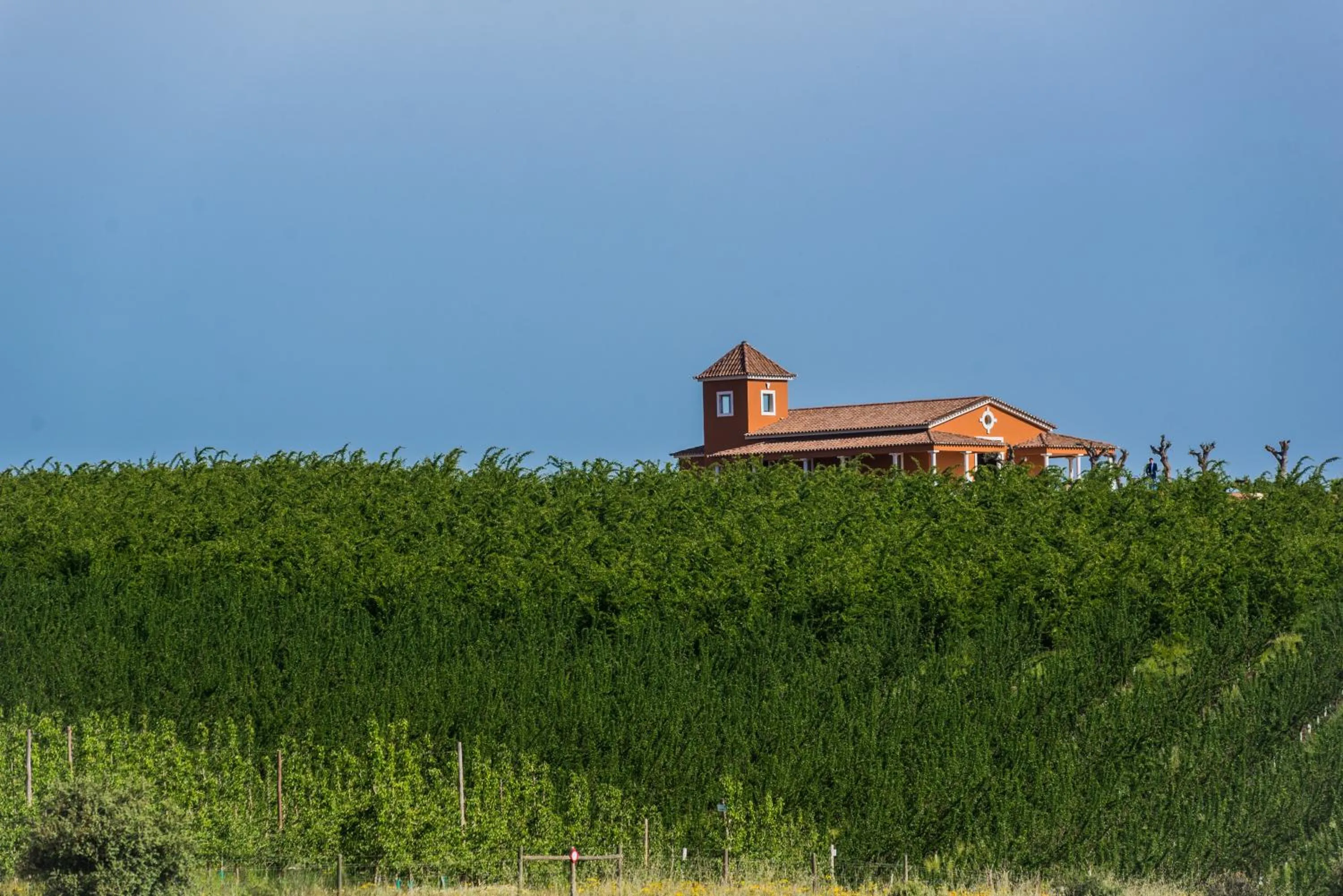 Natural landscape in Vila Gale Alentejo Vineyard - Clube de Campo