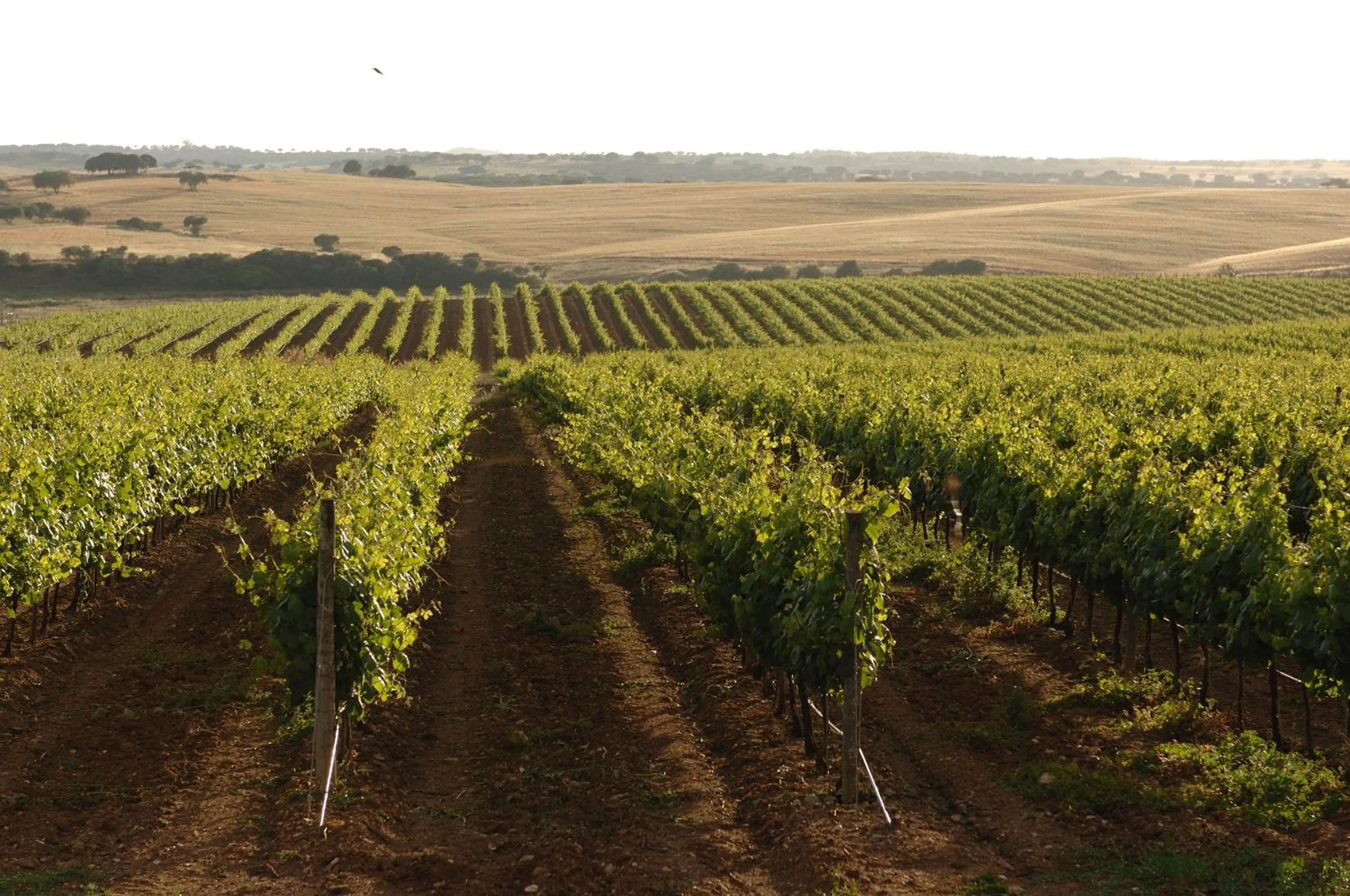 Area and facilities in Vila Gale Alentejo Vineyard - Clube de Campo