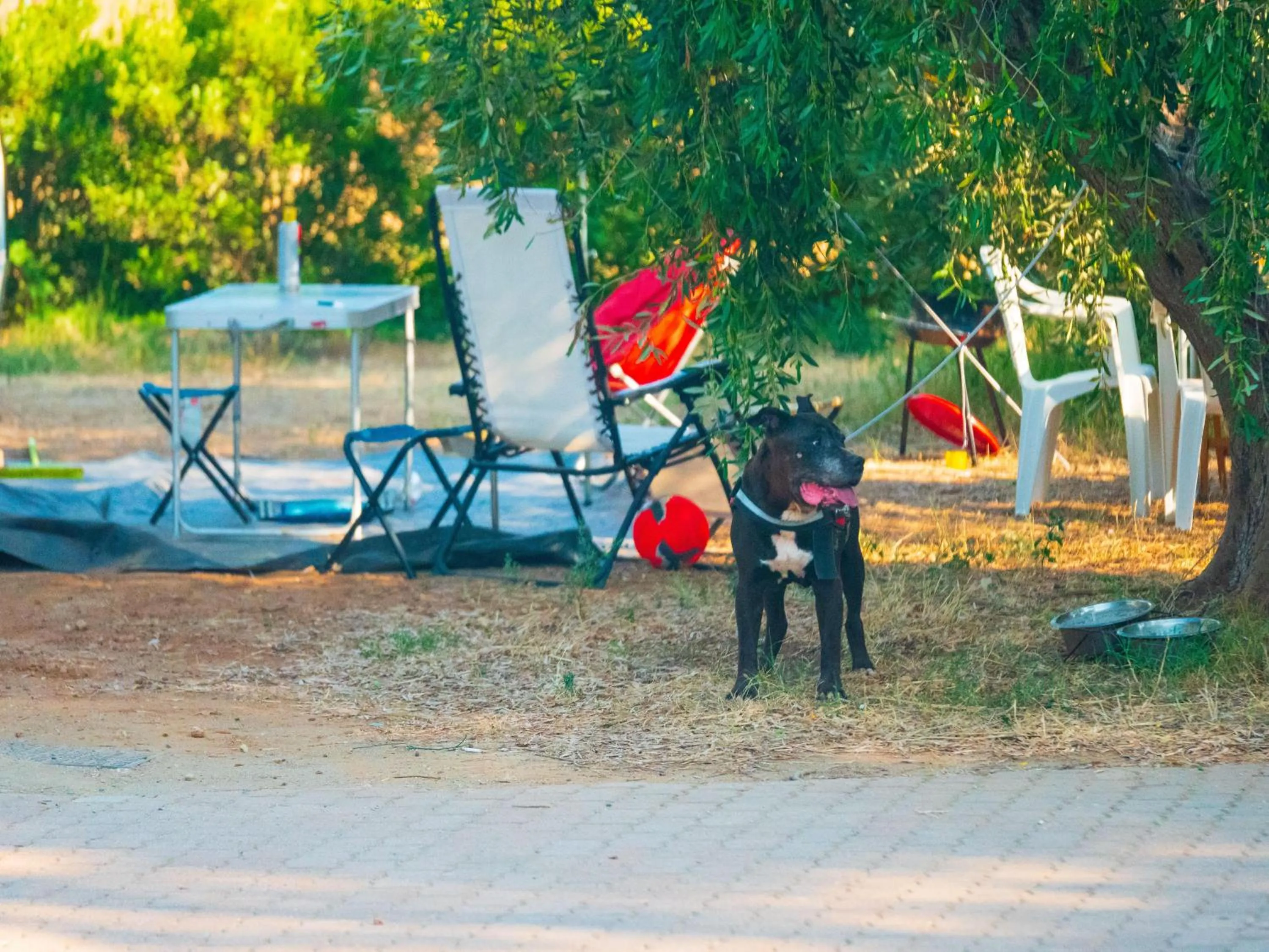 Pets in Gitavillage Talamone