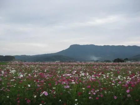 Natural landscape in Grand Plaza Nakatsu Hotel