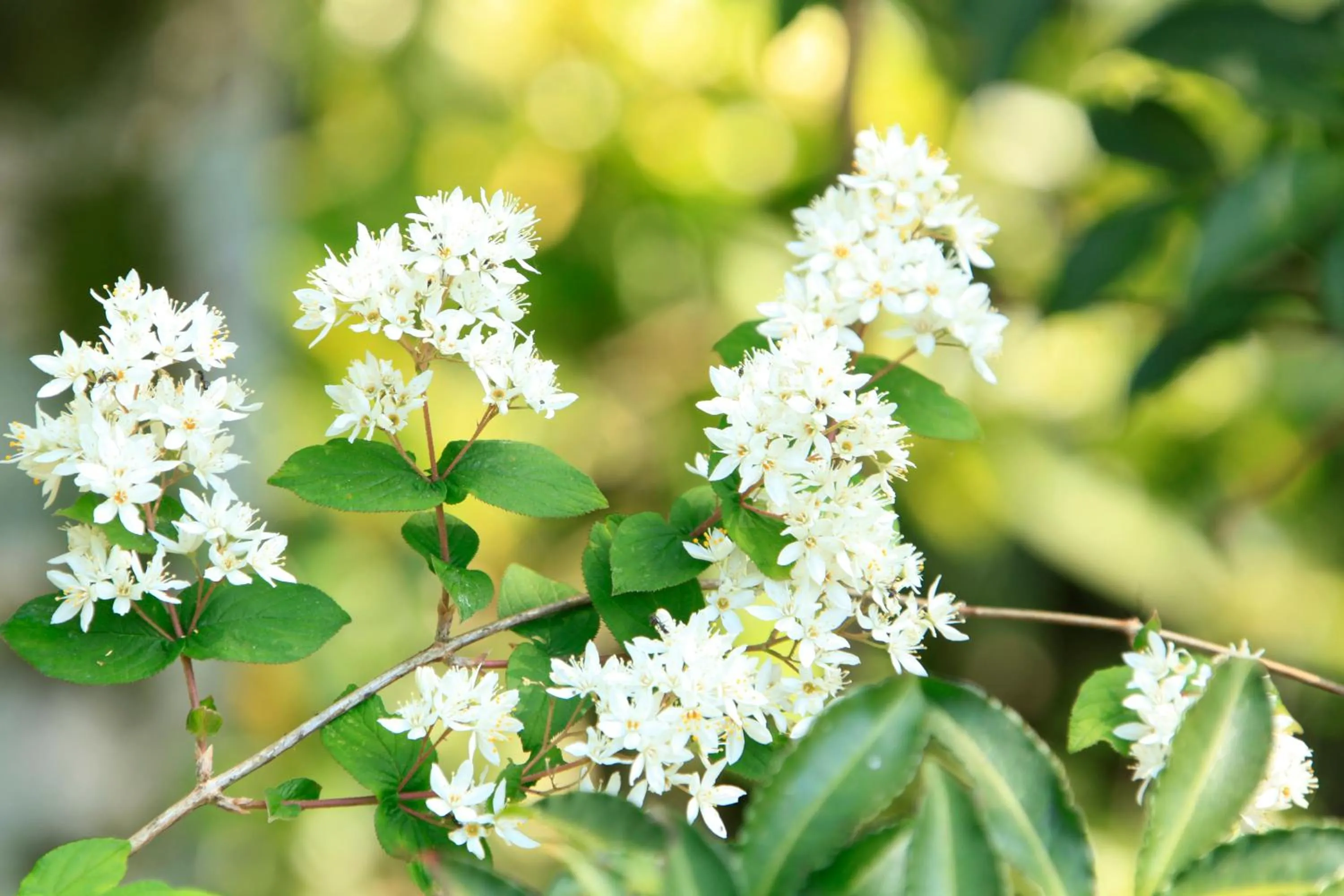 Izuajiro-onsen Shoufuen