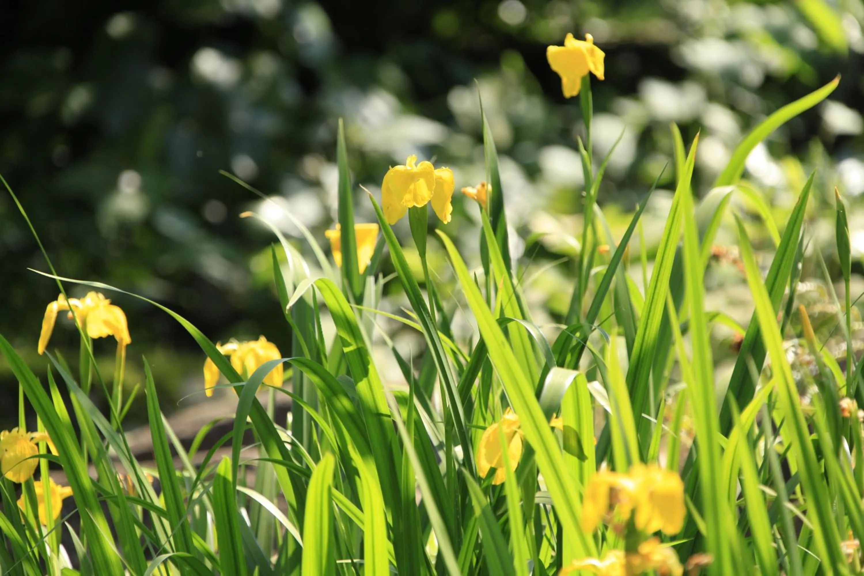 Izuajiro-onsen Shoufuen