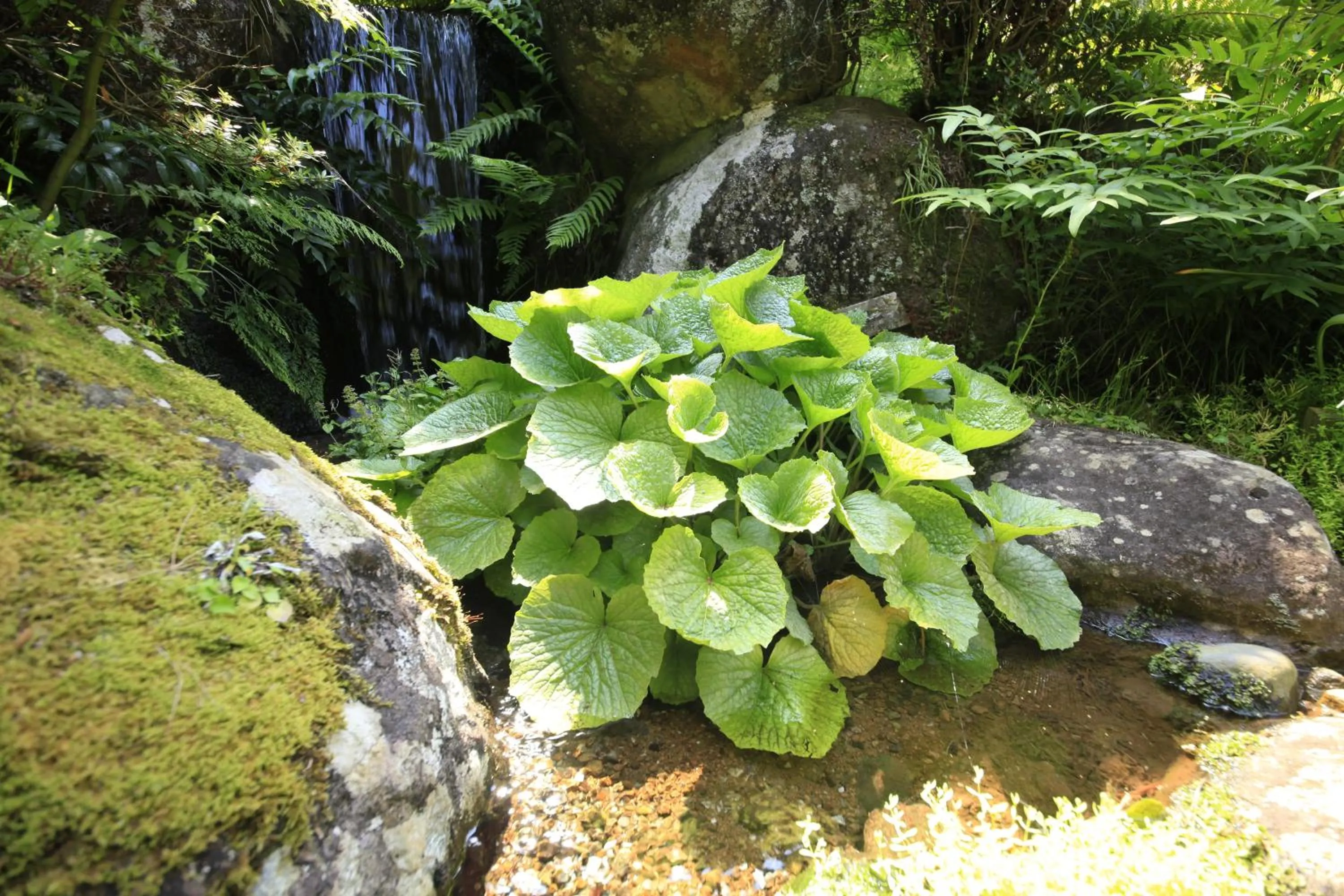 Izuajiro-onsen Shoufuen