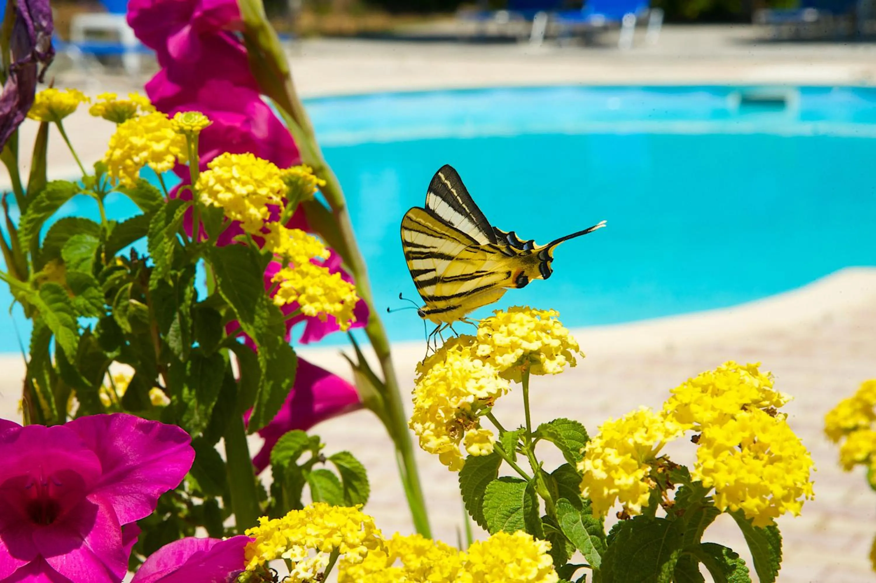 Animals in Nikos Studios and Apartments