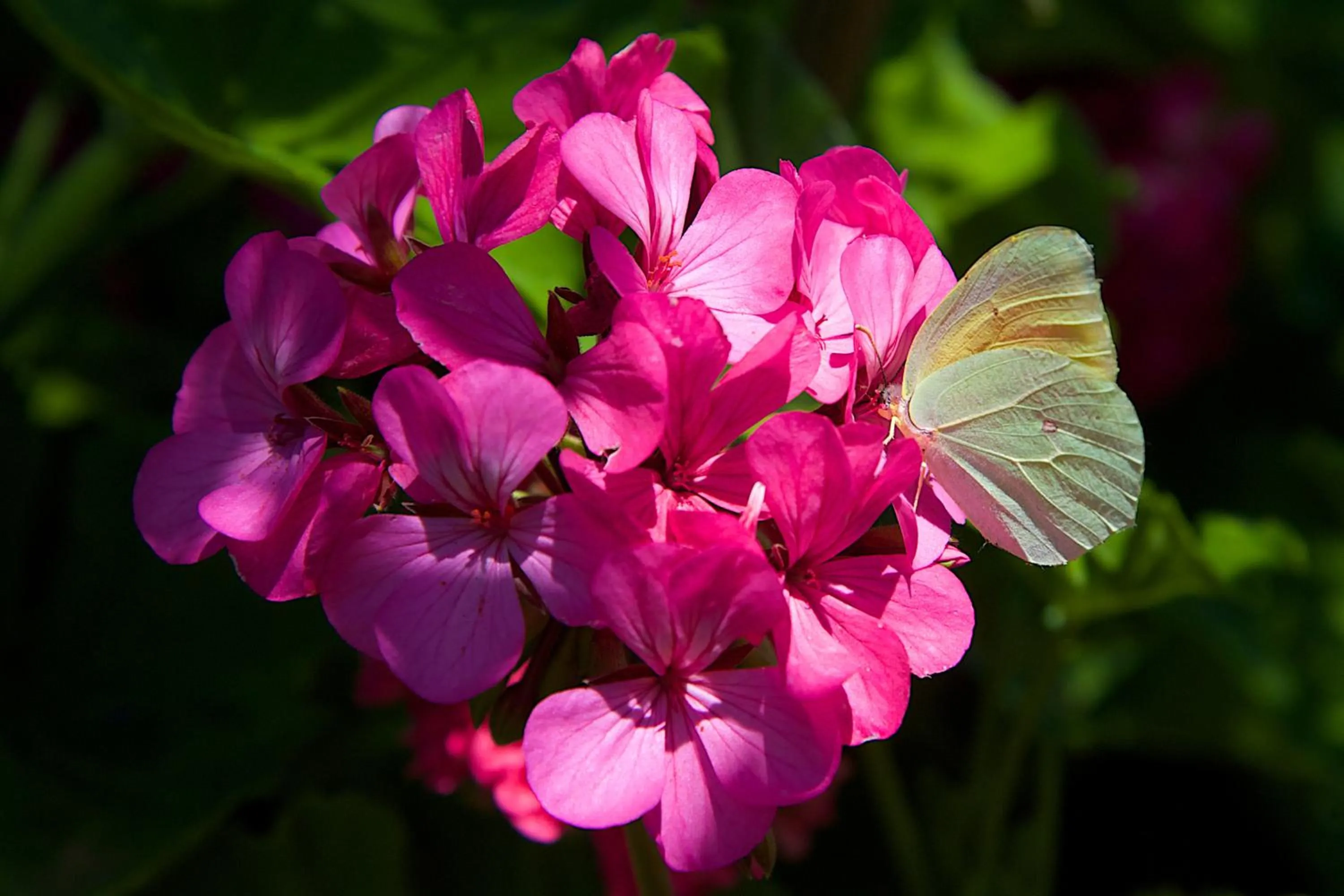 Facade/entrance in Nikos Studios and Apartments
