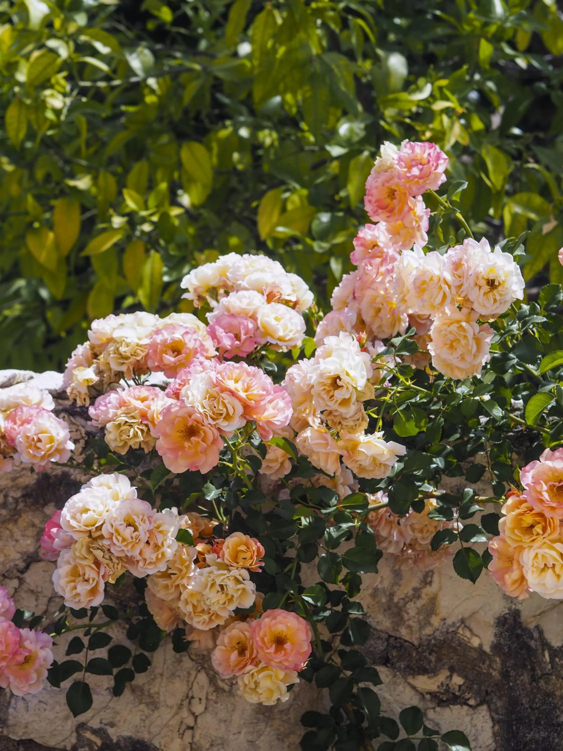 Likya Yolu Palas Hotel