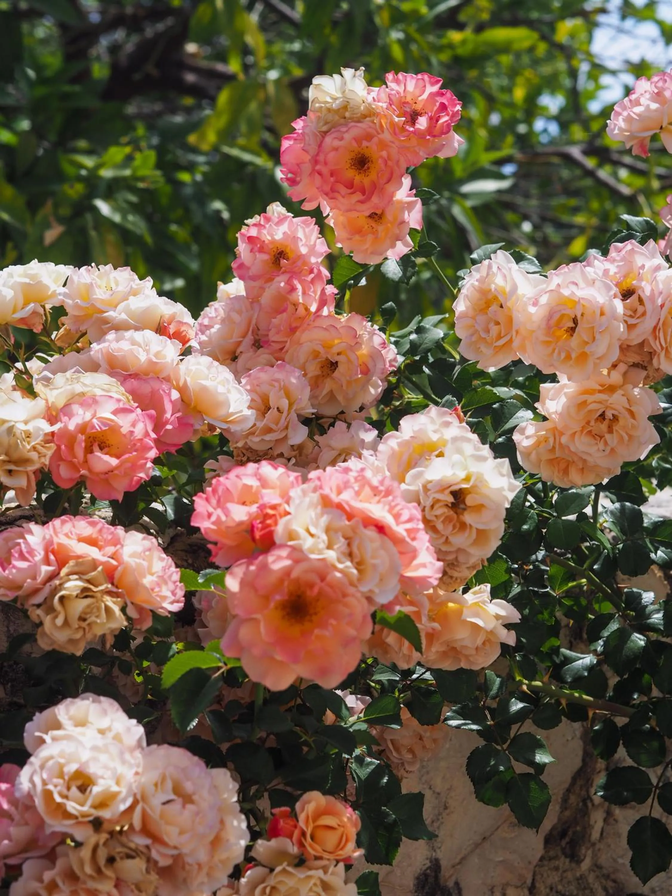 Likya Yolu Palas Hotel