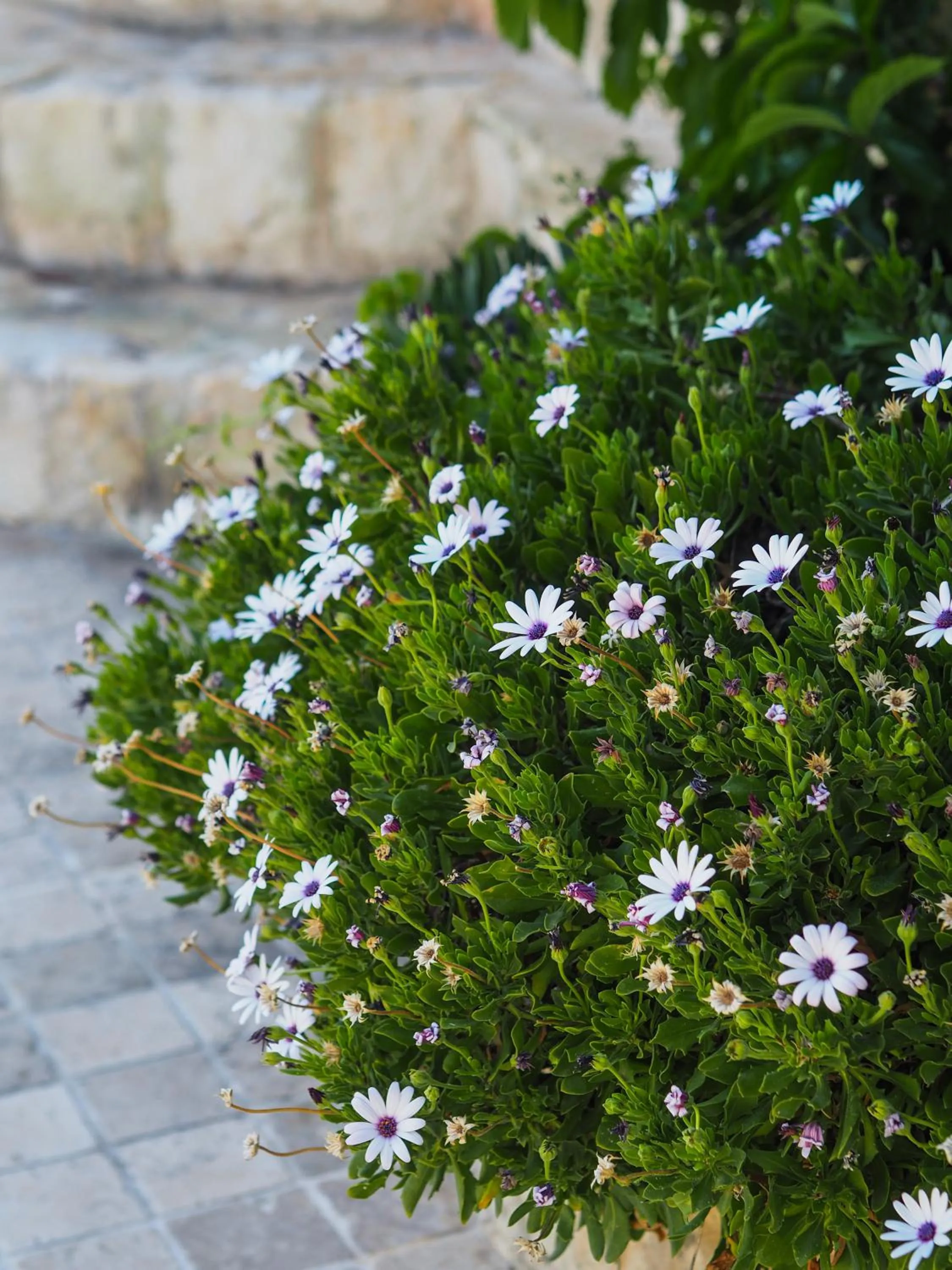Garden in Likya Yolu Palas Hotel