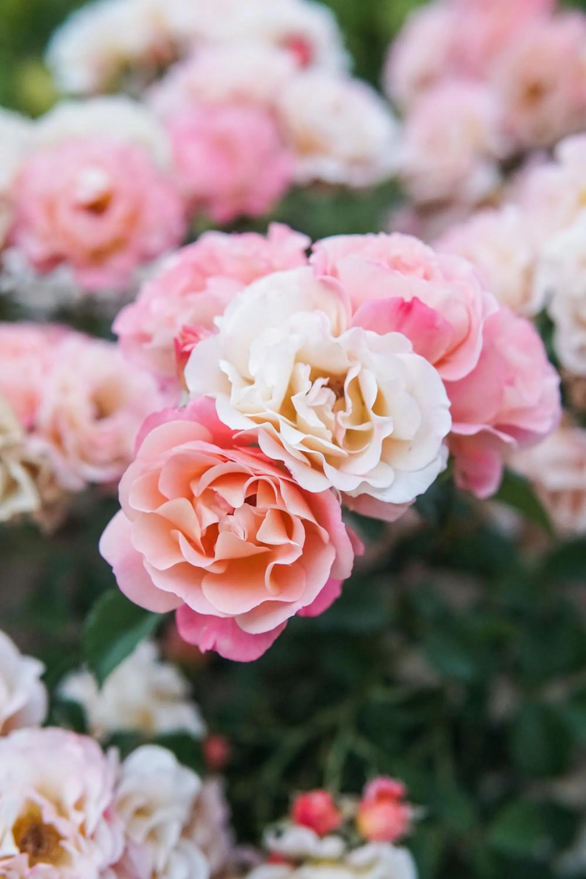 Garden in Likya Yolu Palas Hotel