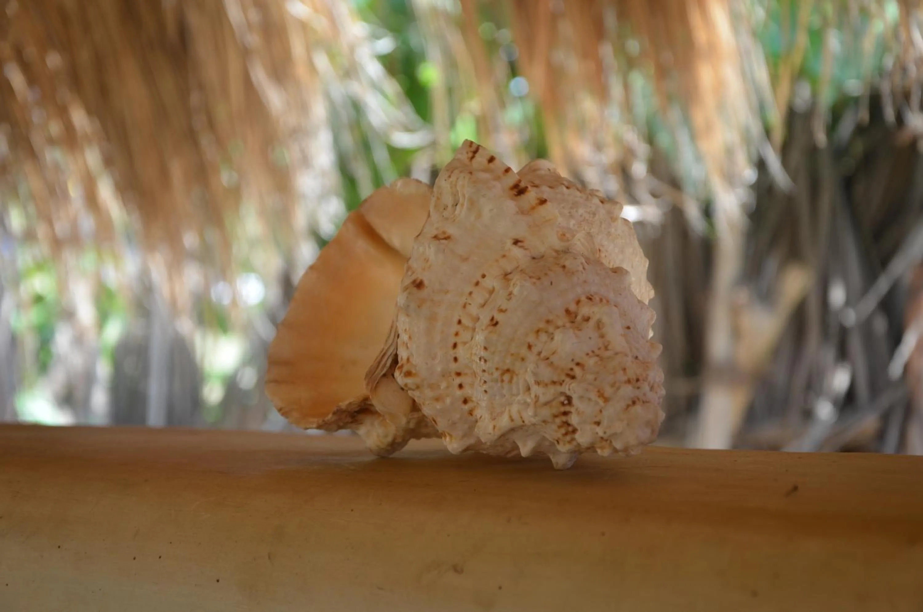 Other in Dolphin Beach Resort