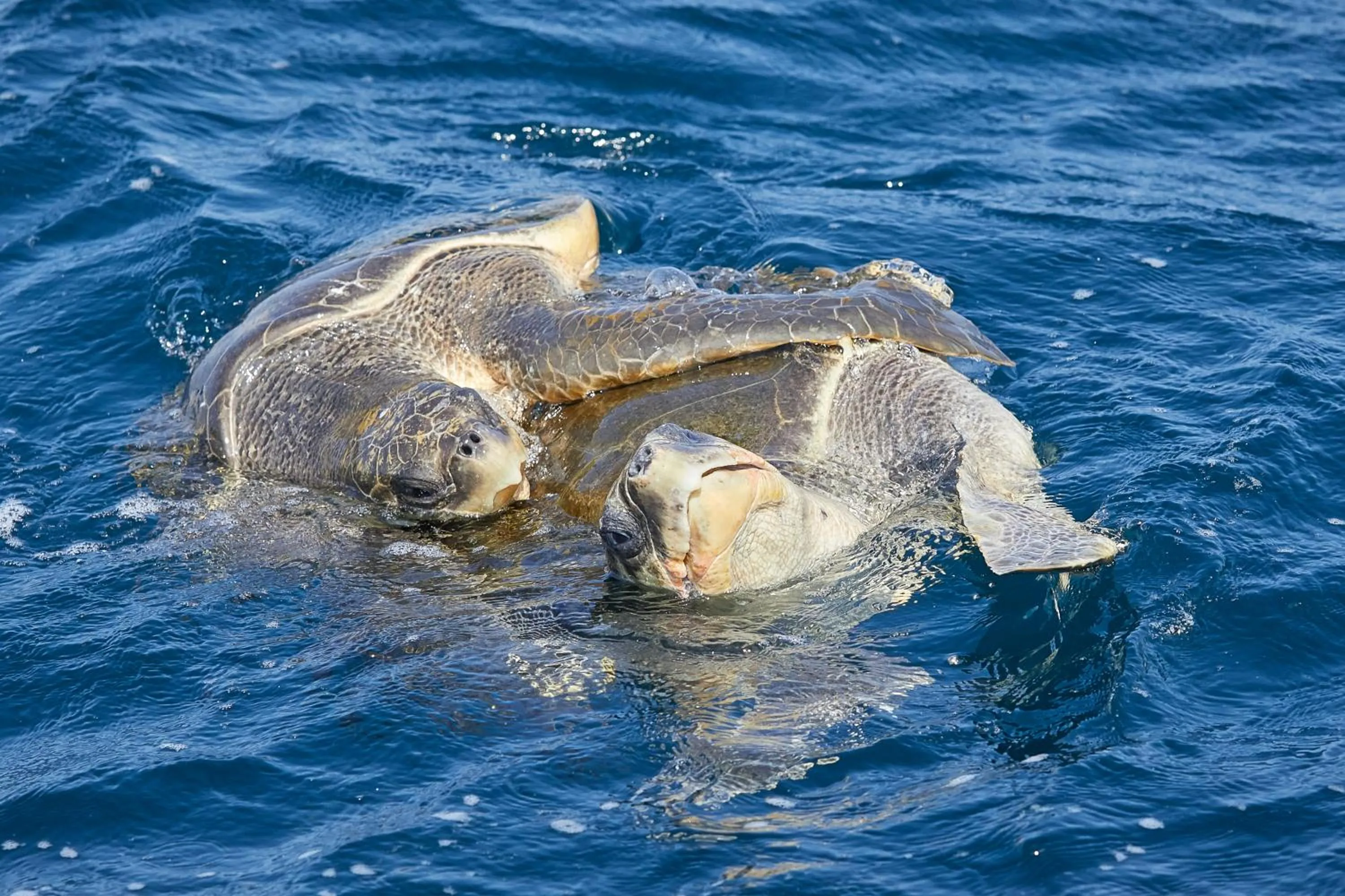 Animals in Dolphin Beach Resort