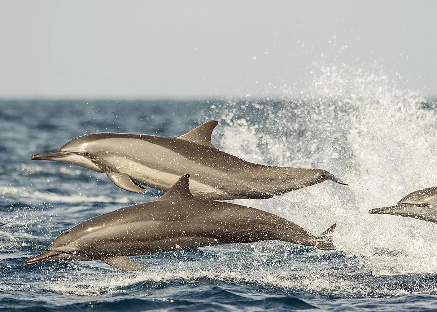 Activities in Dolphin Beach Resort