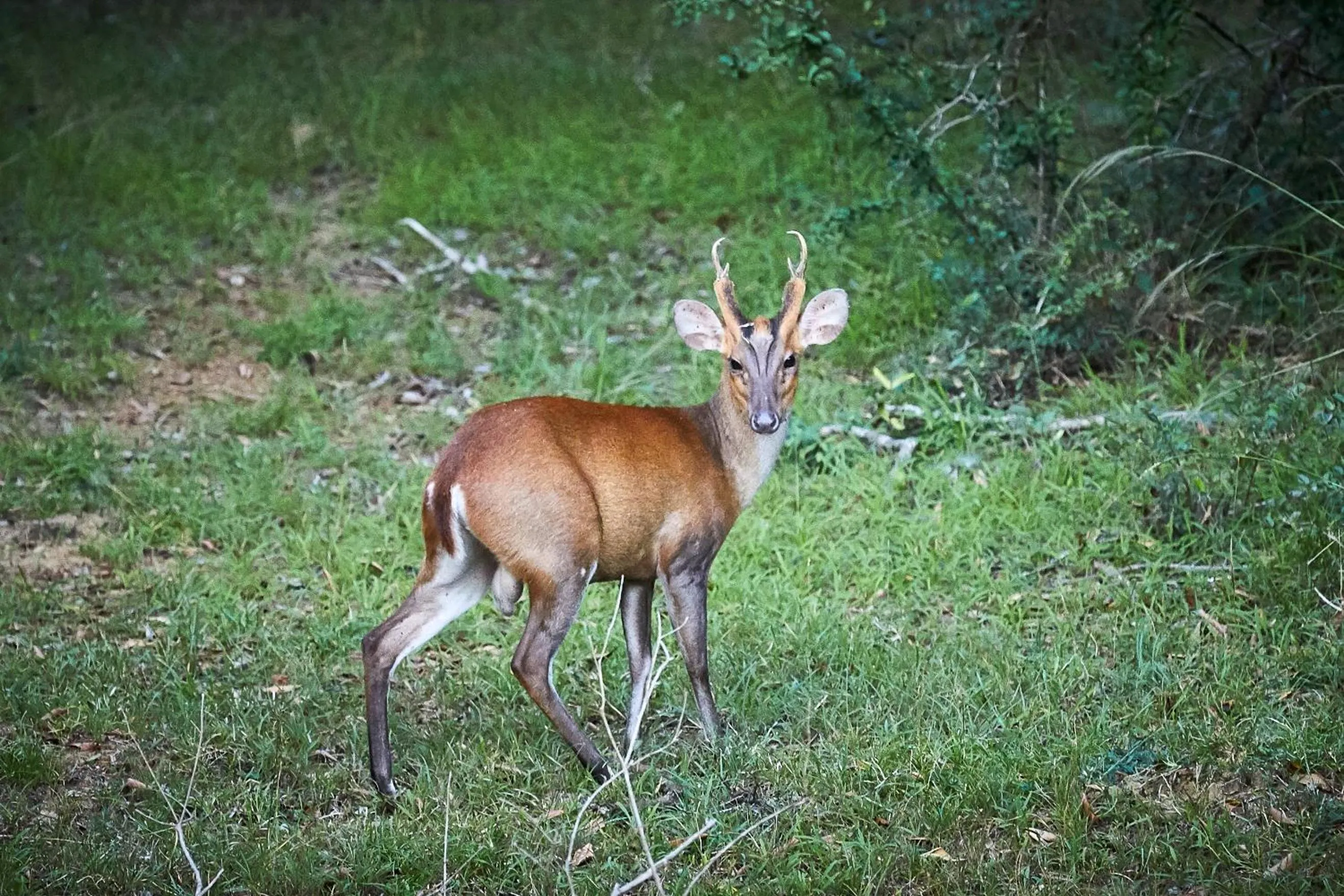 Animals in Dolphin Beach Resort