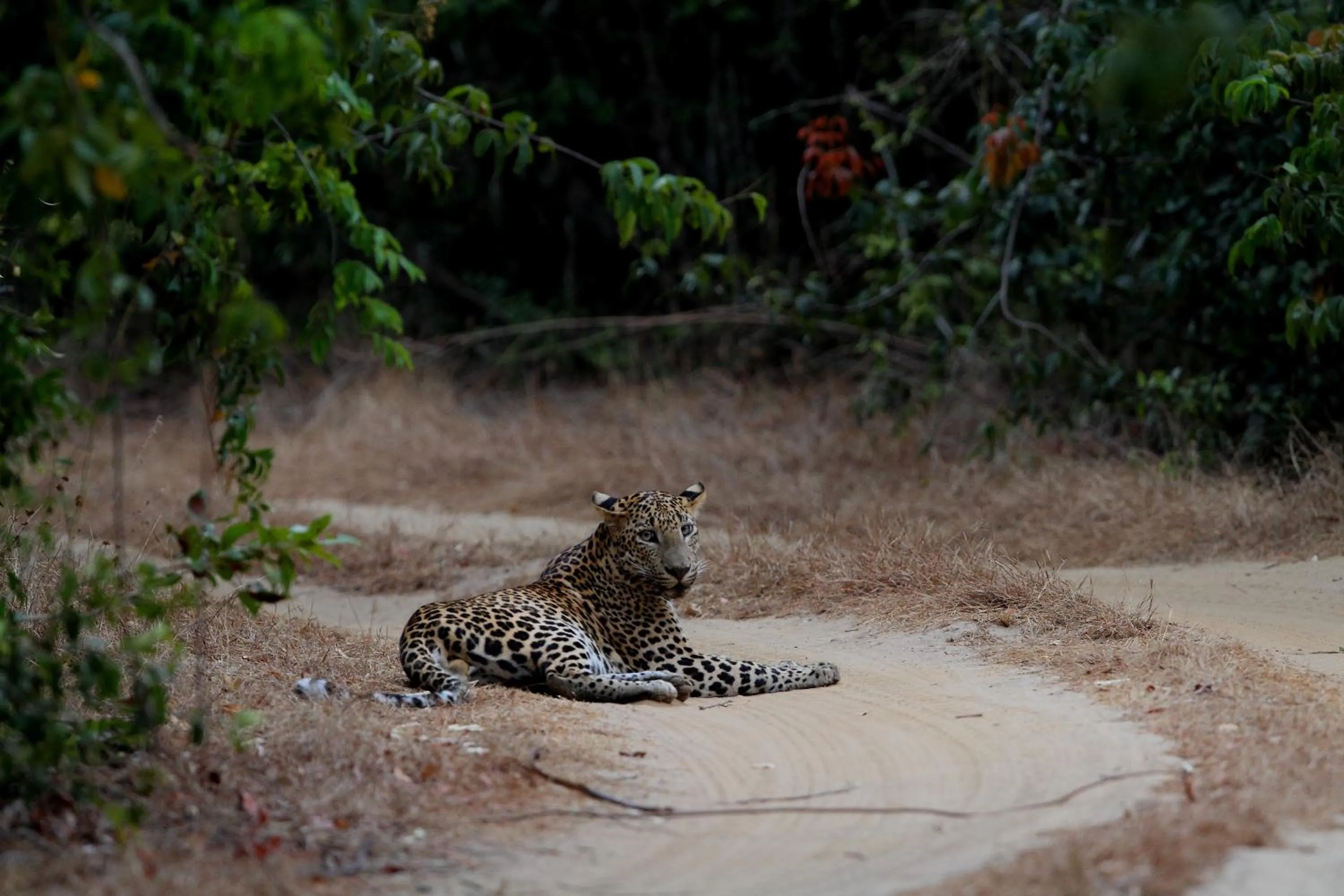 Animals in Dolphin Beach Resort