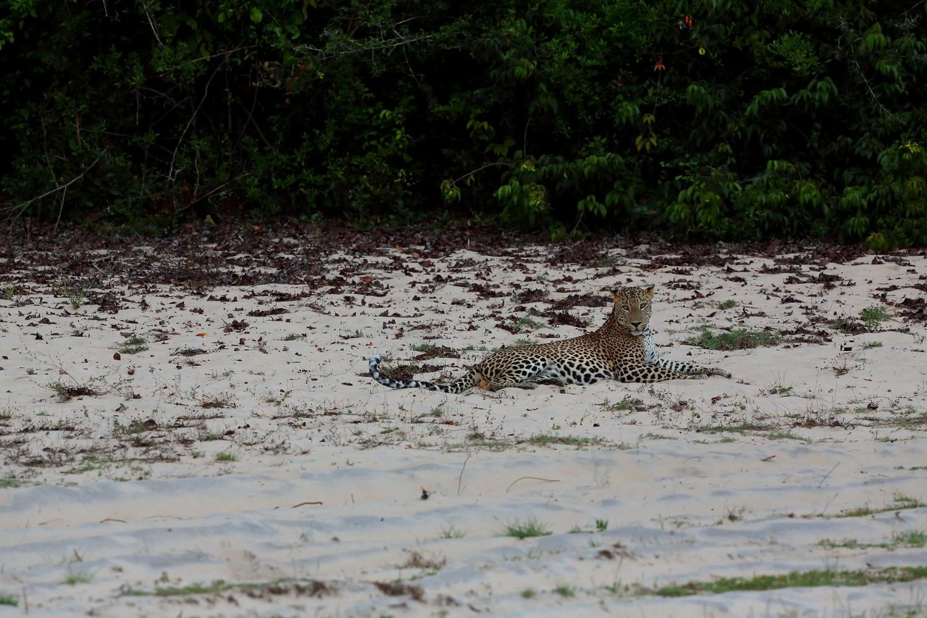 Animals in Dolphin Beach Resort