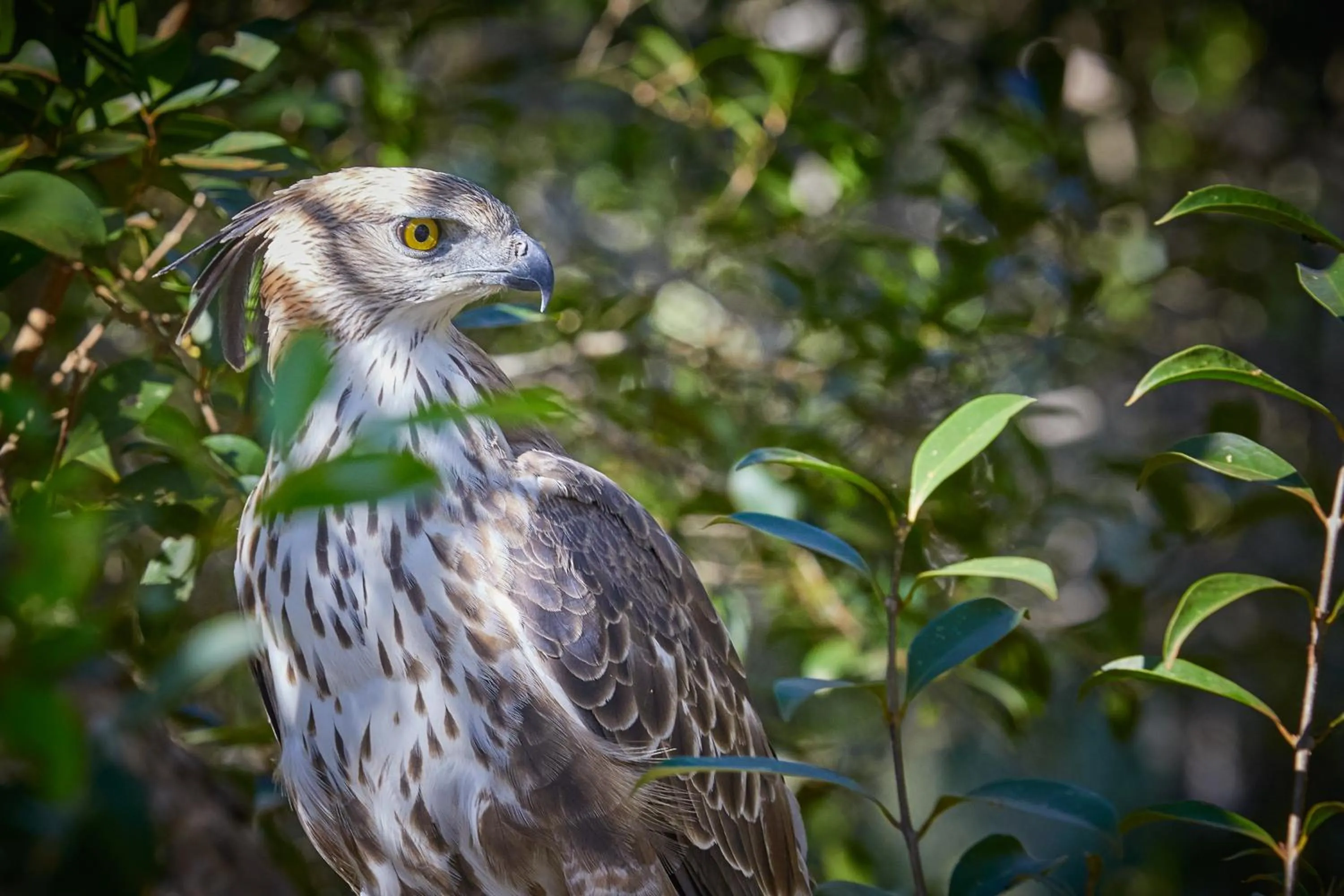 Animals in Dolphin Beach Resort