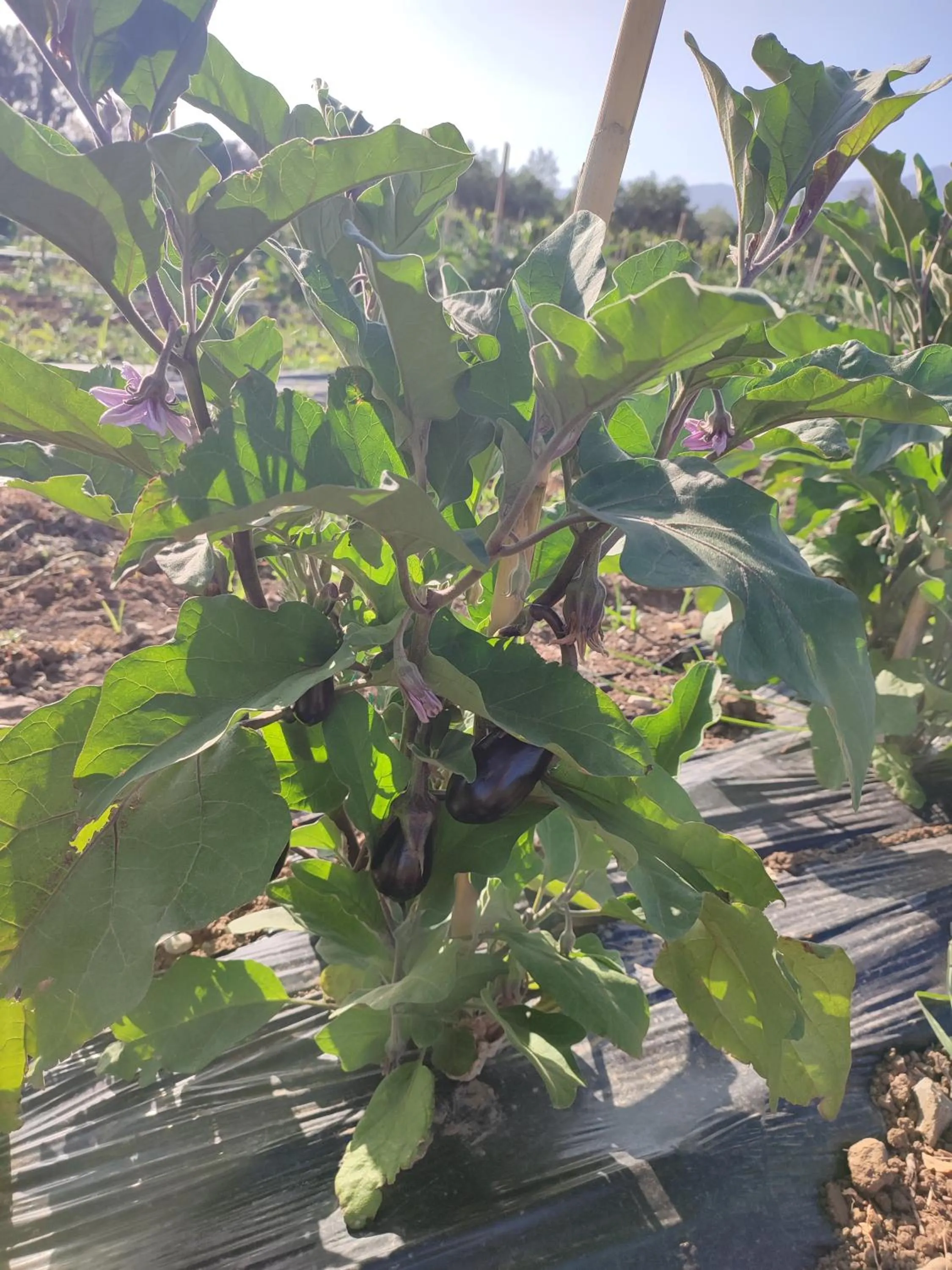 ILIOS K Village Resort