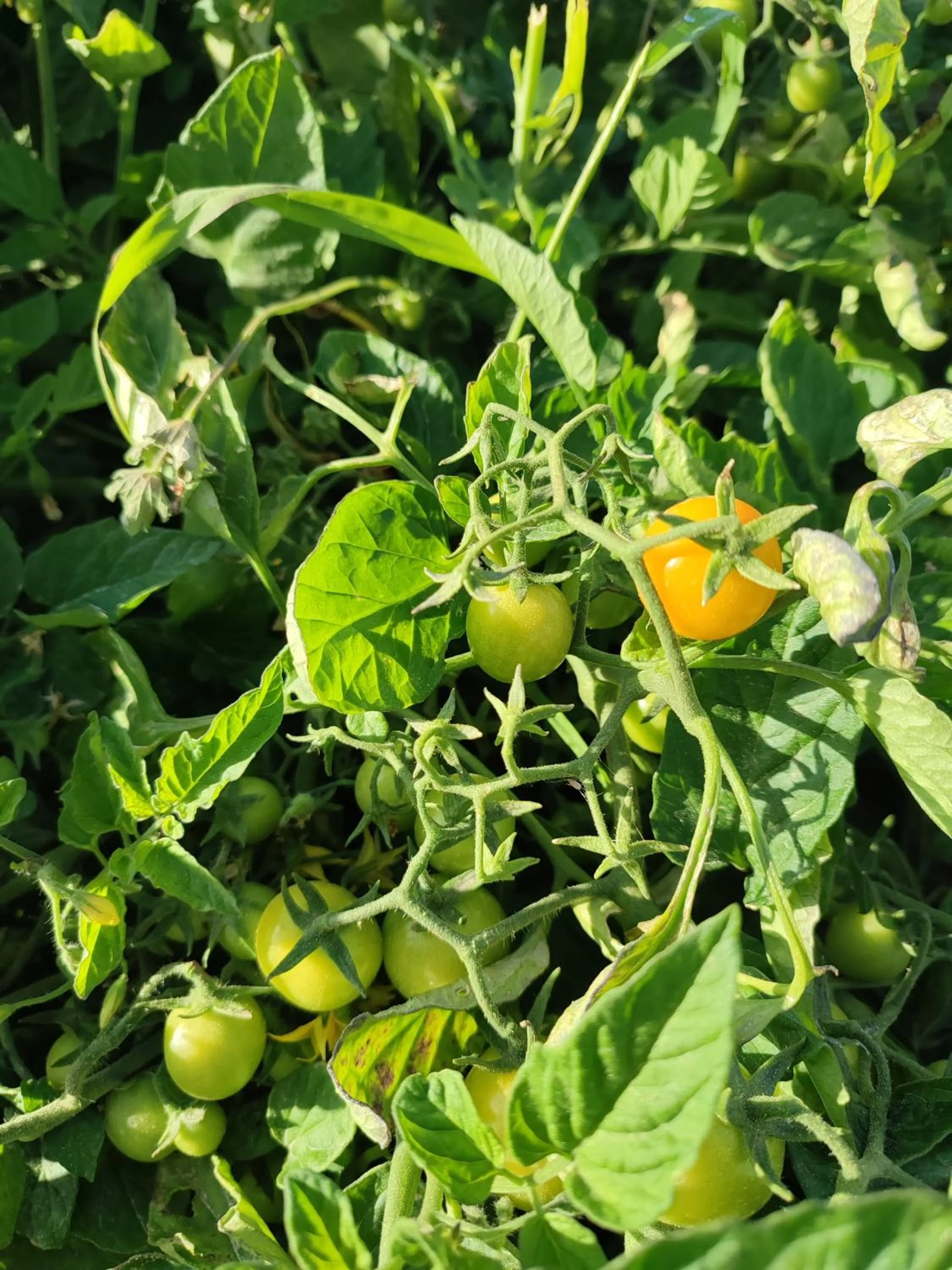 Restaurant/places to eat in ILIOS K Village Resort