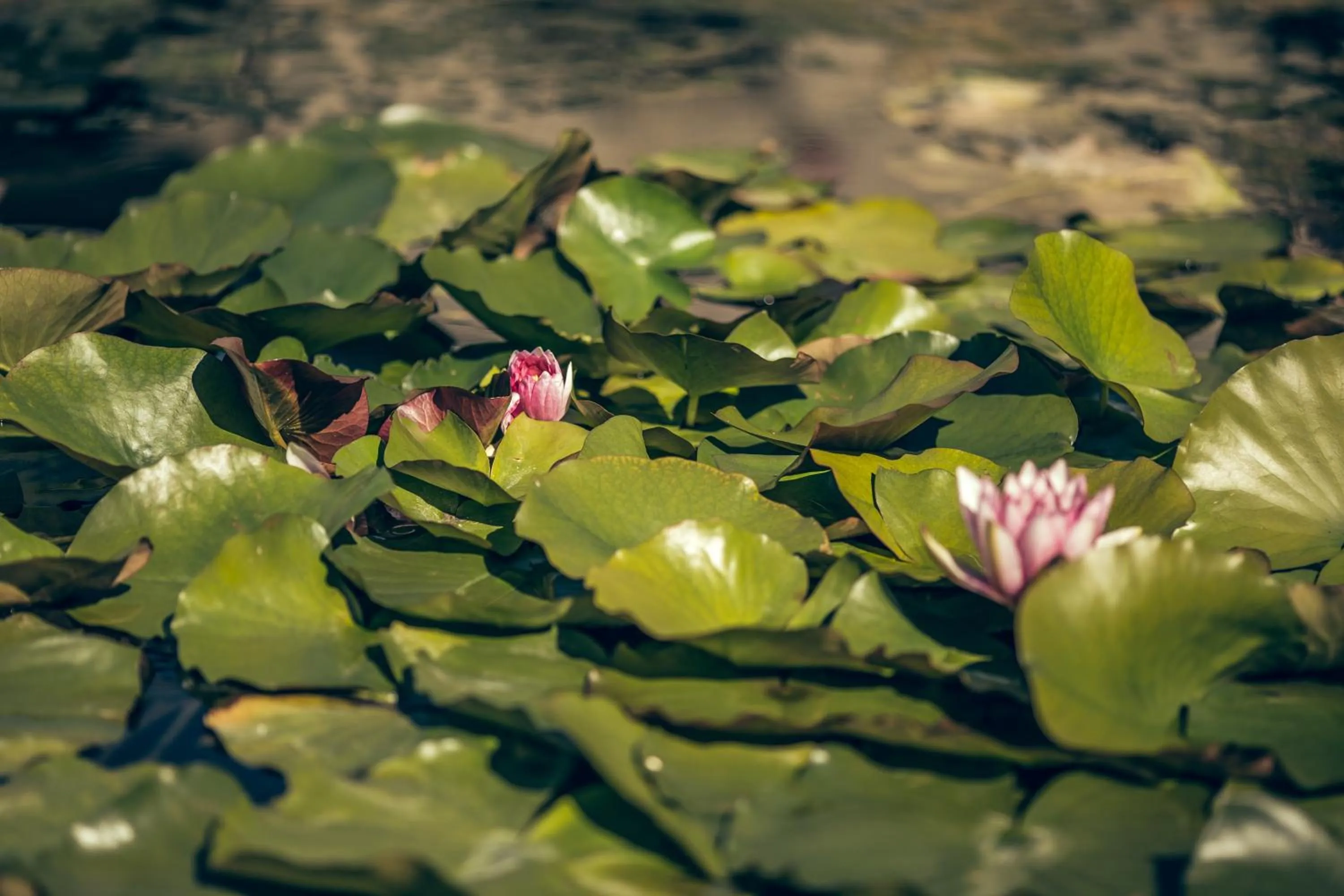 Property building in Villa Rucellai