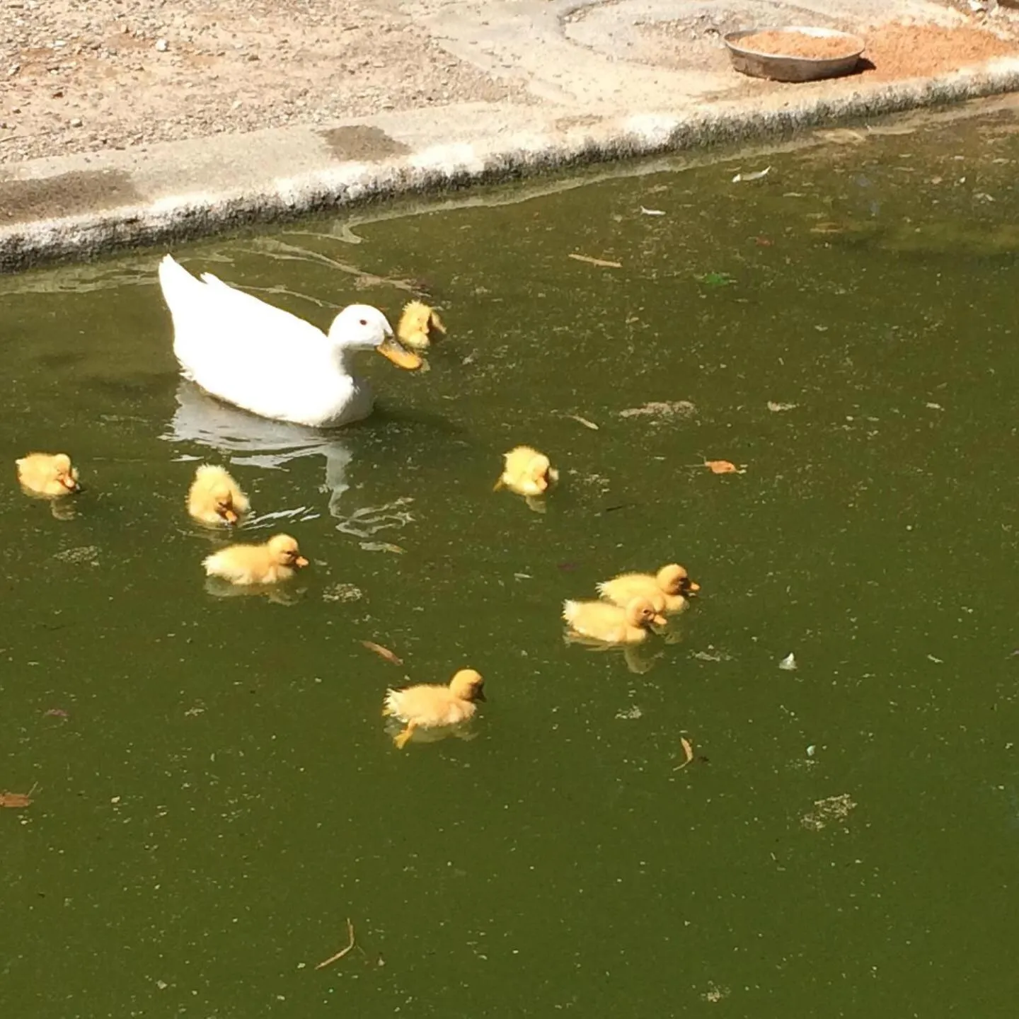 Day in Villa Rucellai