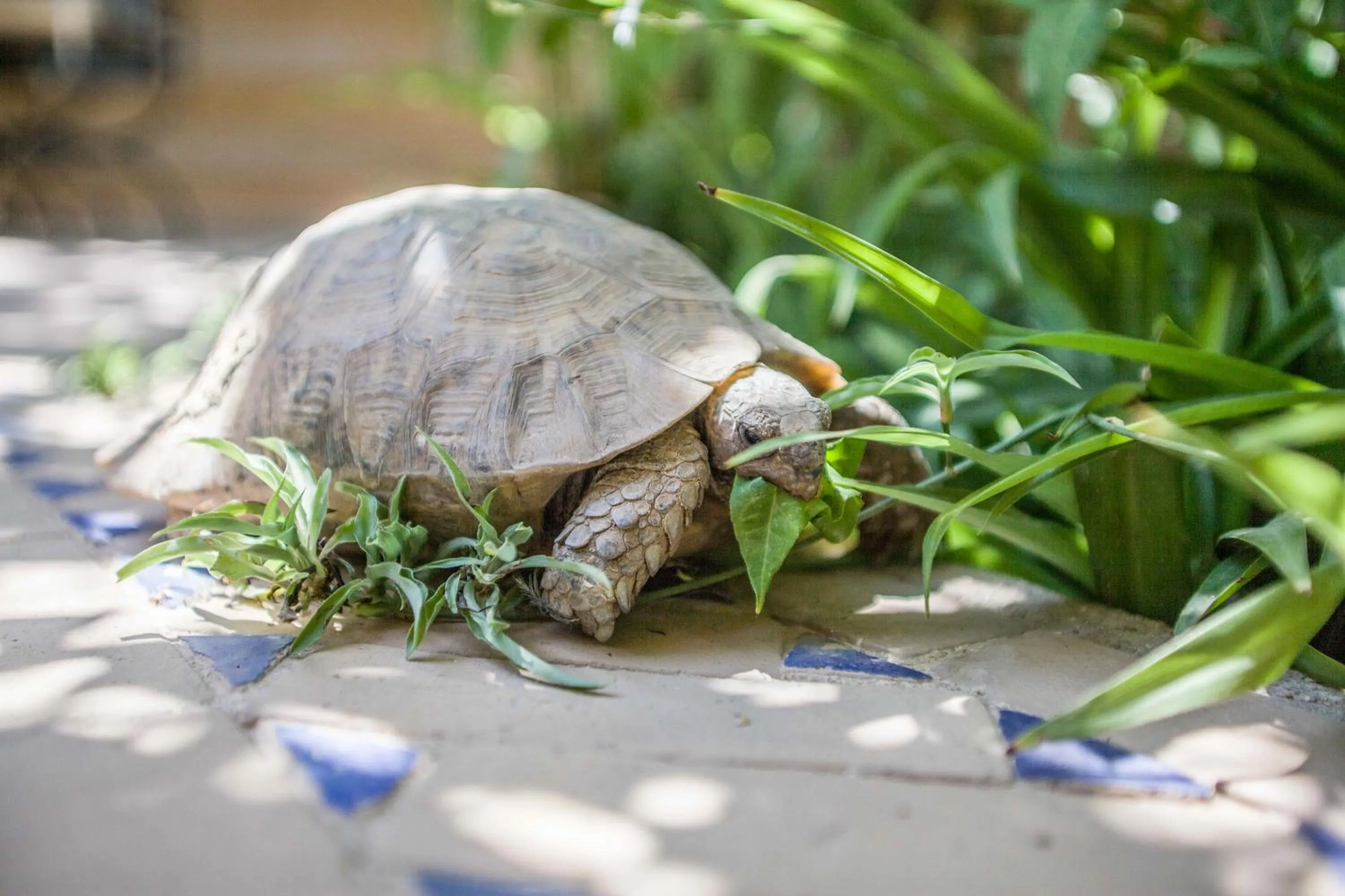 Animals in Riad Laila