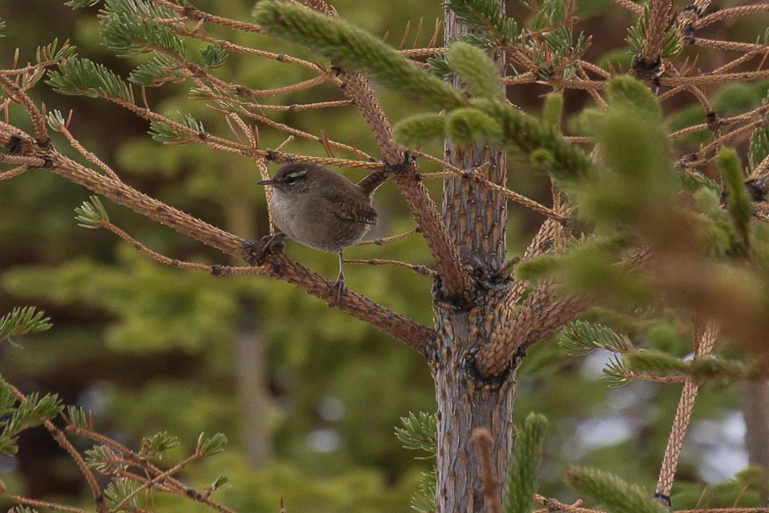 Animals in Vogur Country Lodge