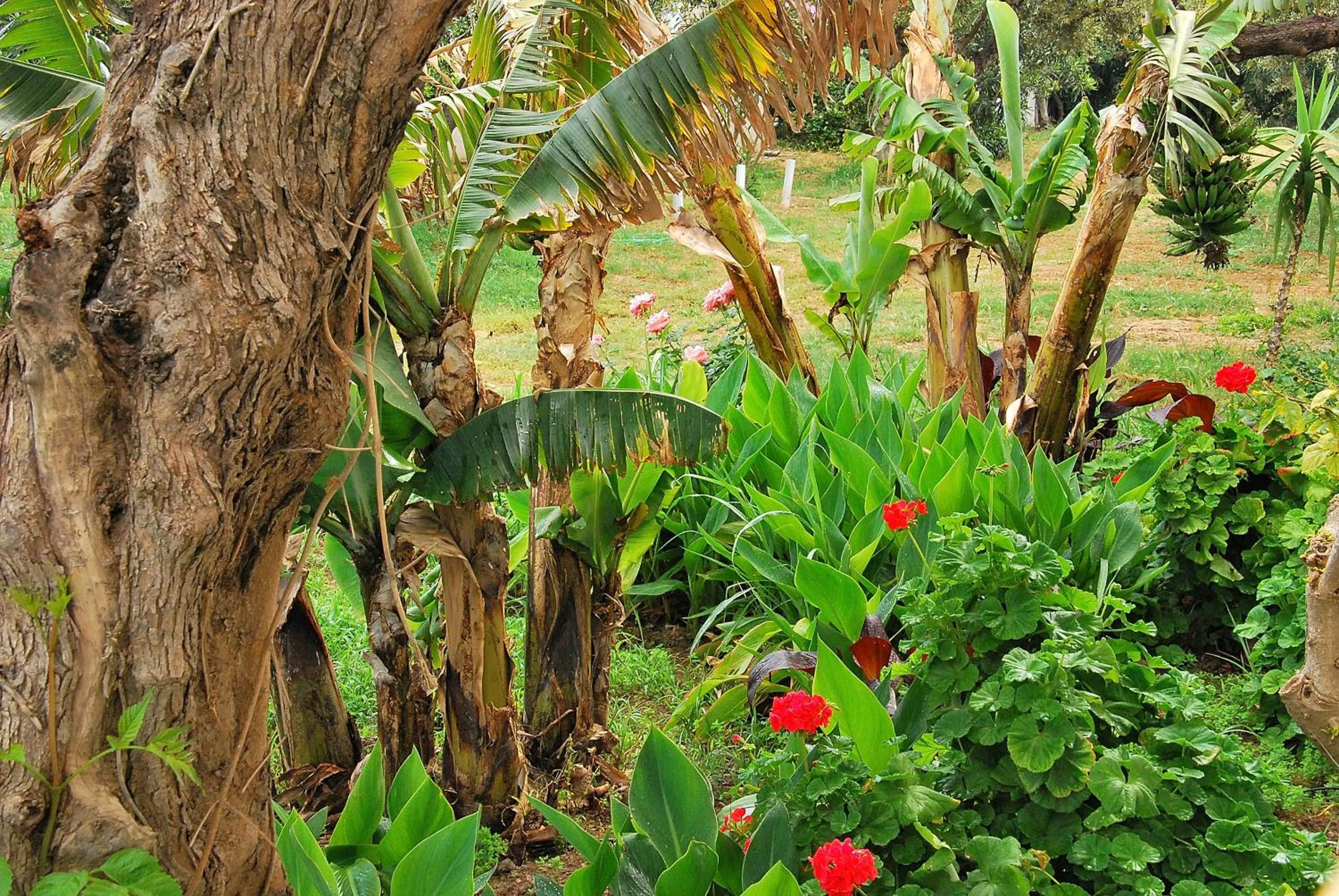 Garden in Hotel Marina Village