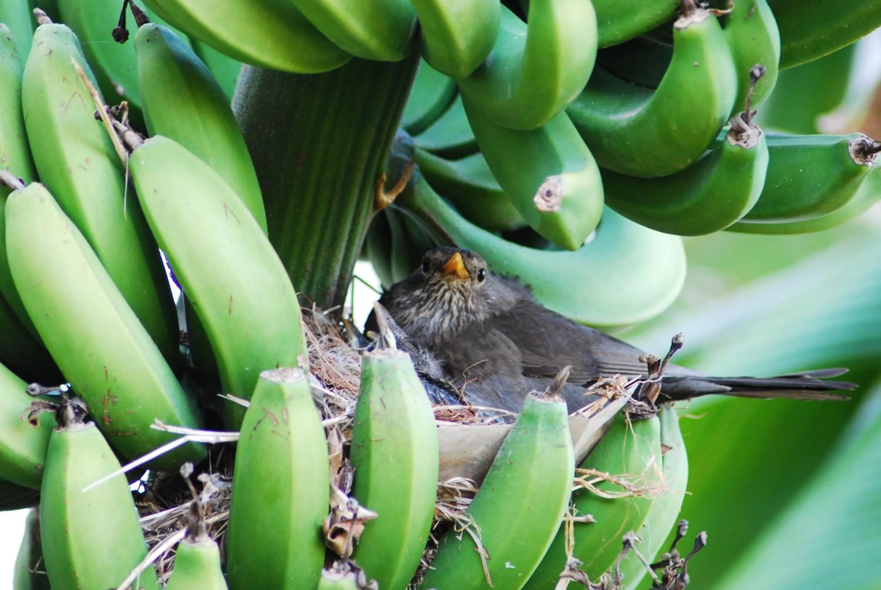 Garden in Hotel Marina Village