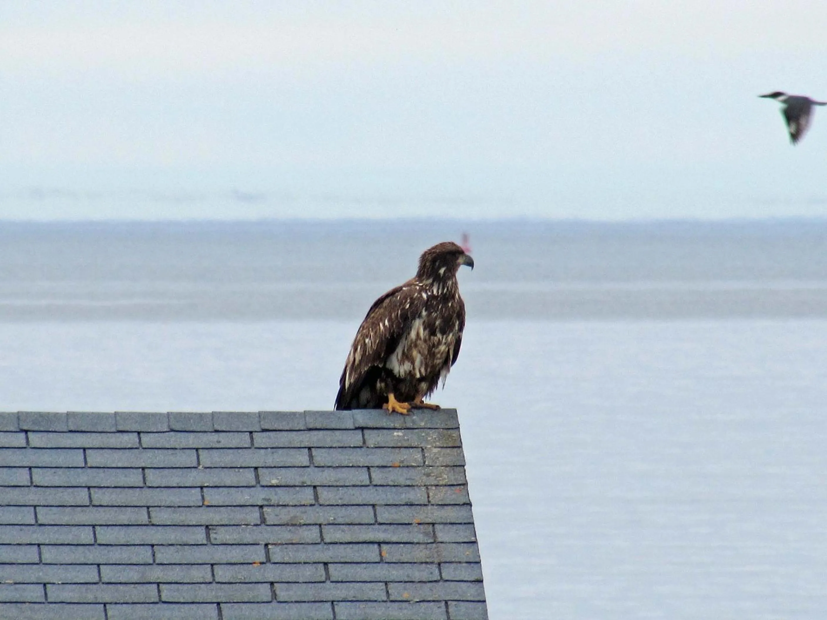 Animals in Seascape Coastal Retreat - 2 ADULTS ONLY - HOT TUB AND WITHOUT HOT TUB OCEANFRONT PROPERTY