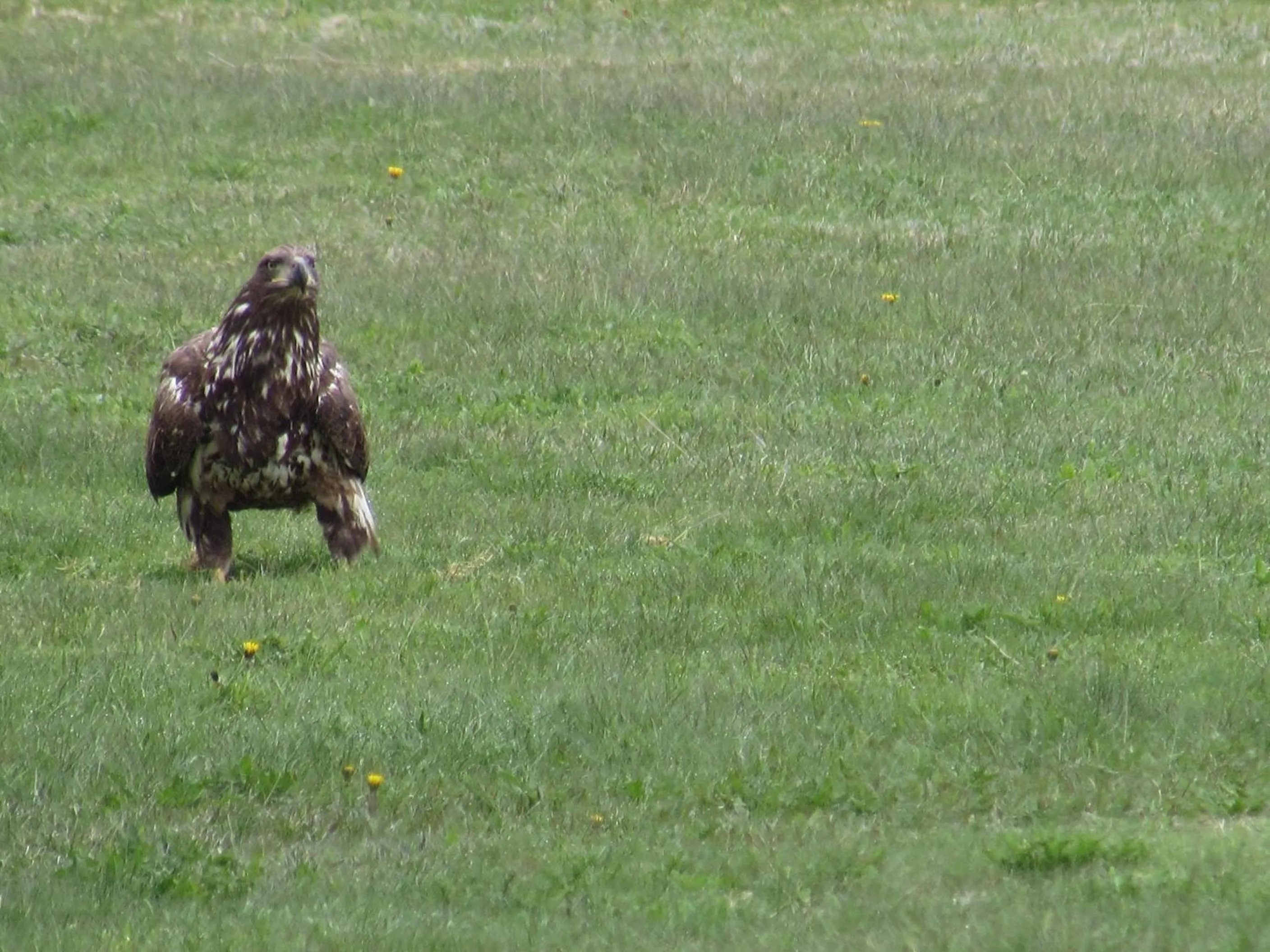 Animals in Seascape Coastal Retreat - 2 ADULTS ONLY - HOT TUB AND WITHOUT HOT TUB OCEANFRONT PROPERTY
