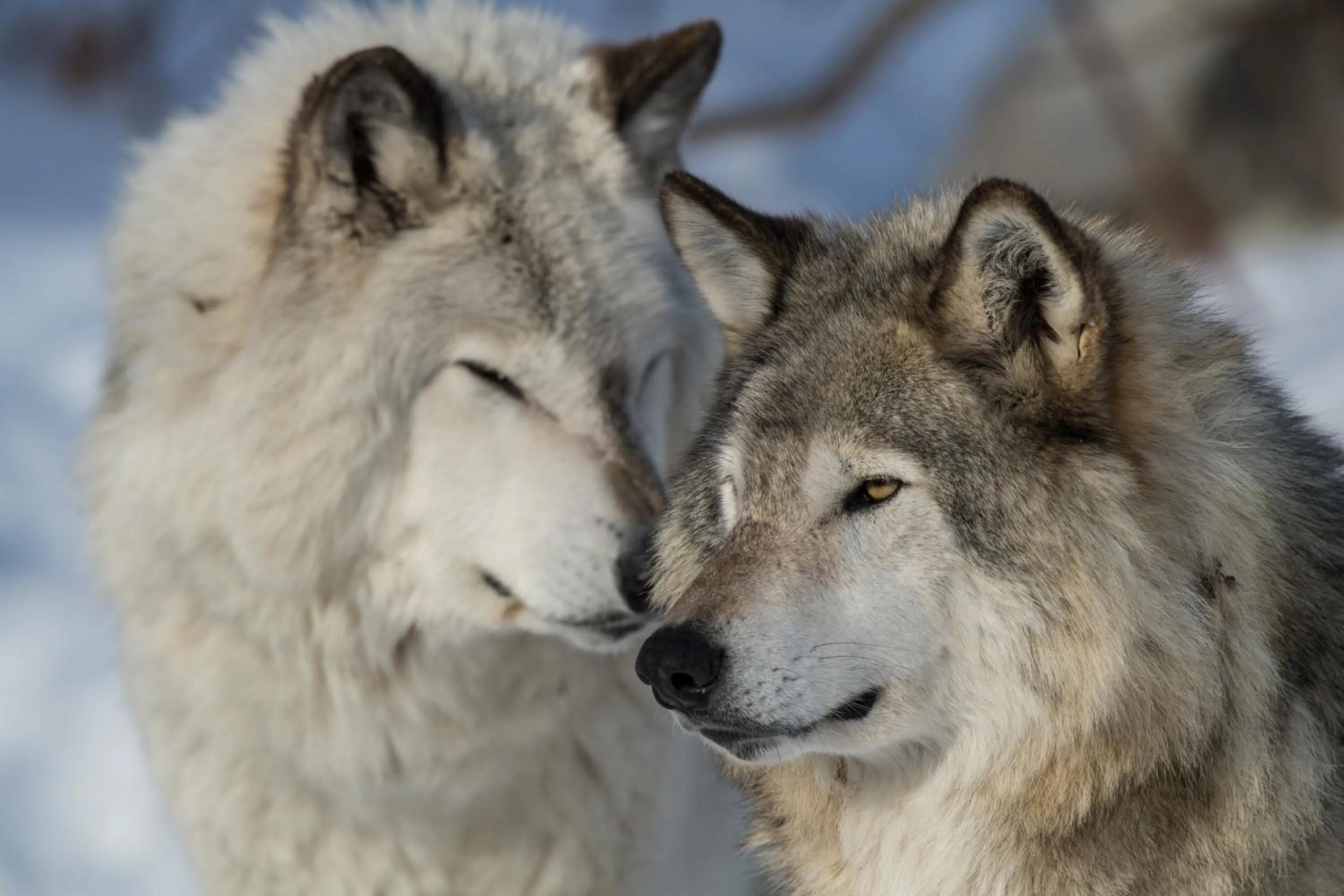 pet friendly in Parc Omega
