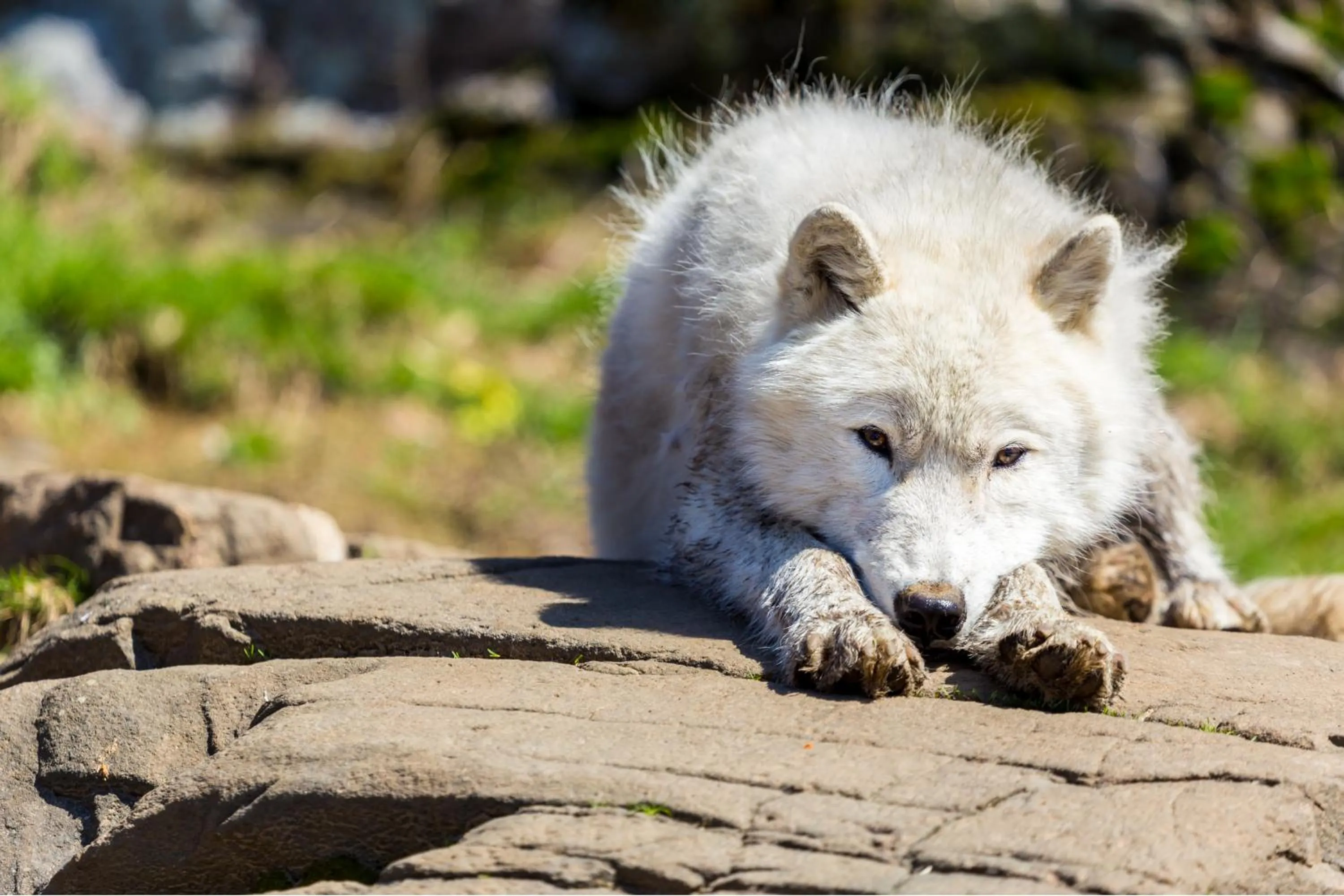 Landmark view in Parc Omega