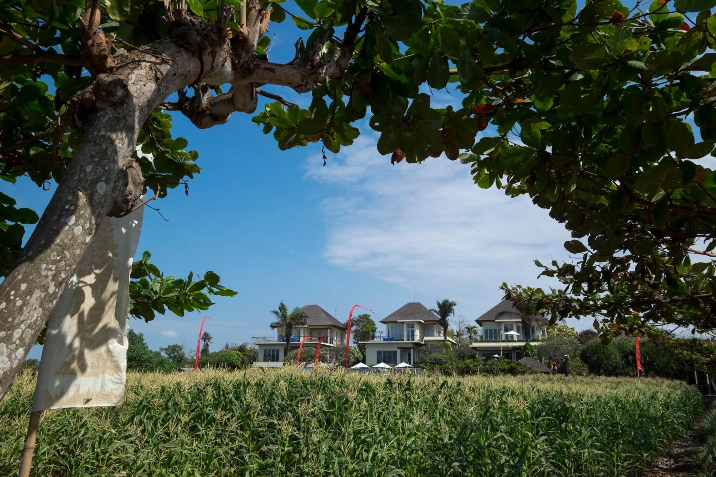 Garden in Sanur Residence