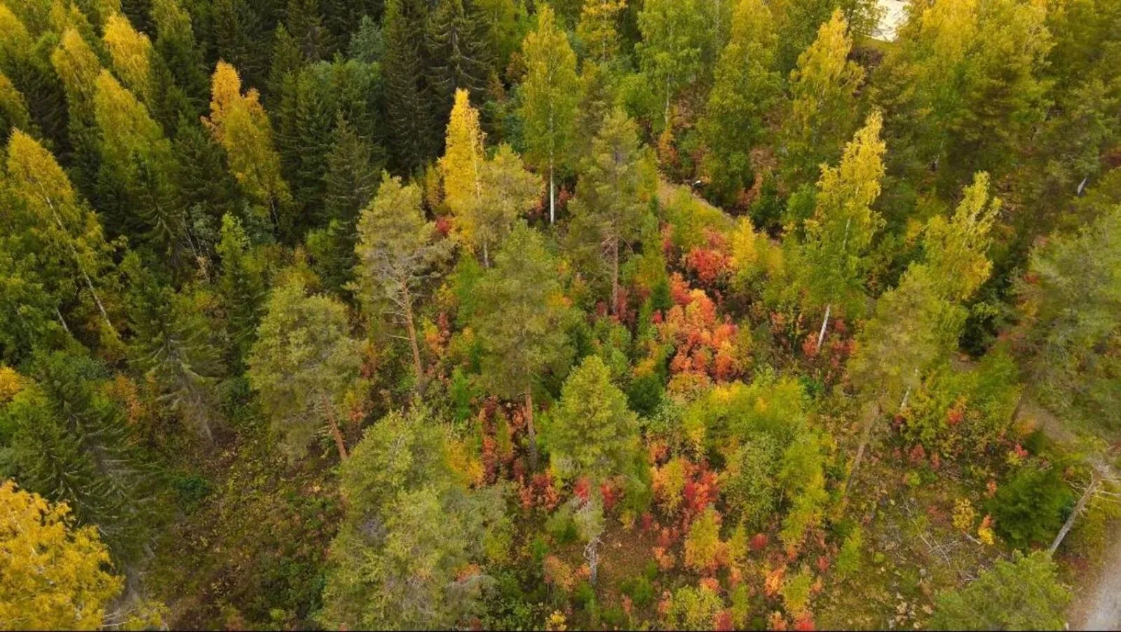 Autumn in Punkaharju Resort