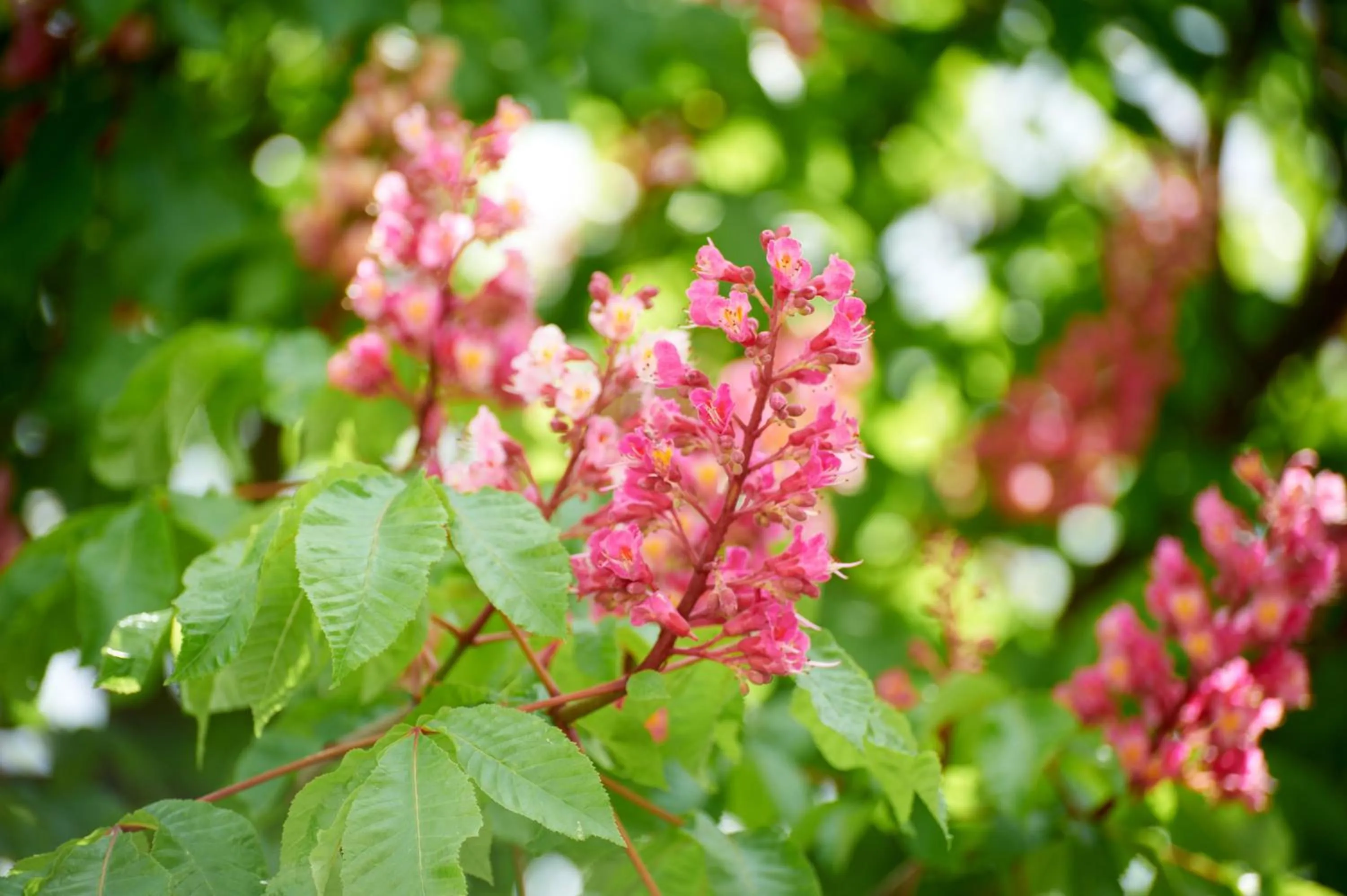 Patio in Gasthof Gigl