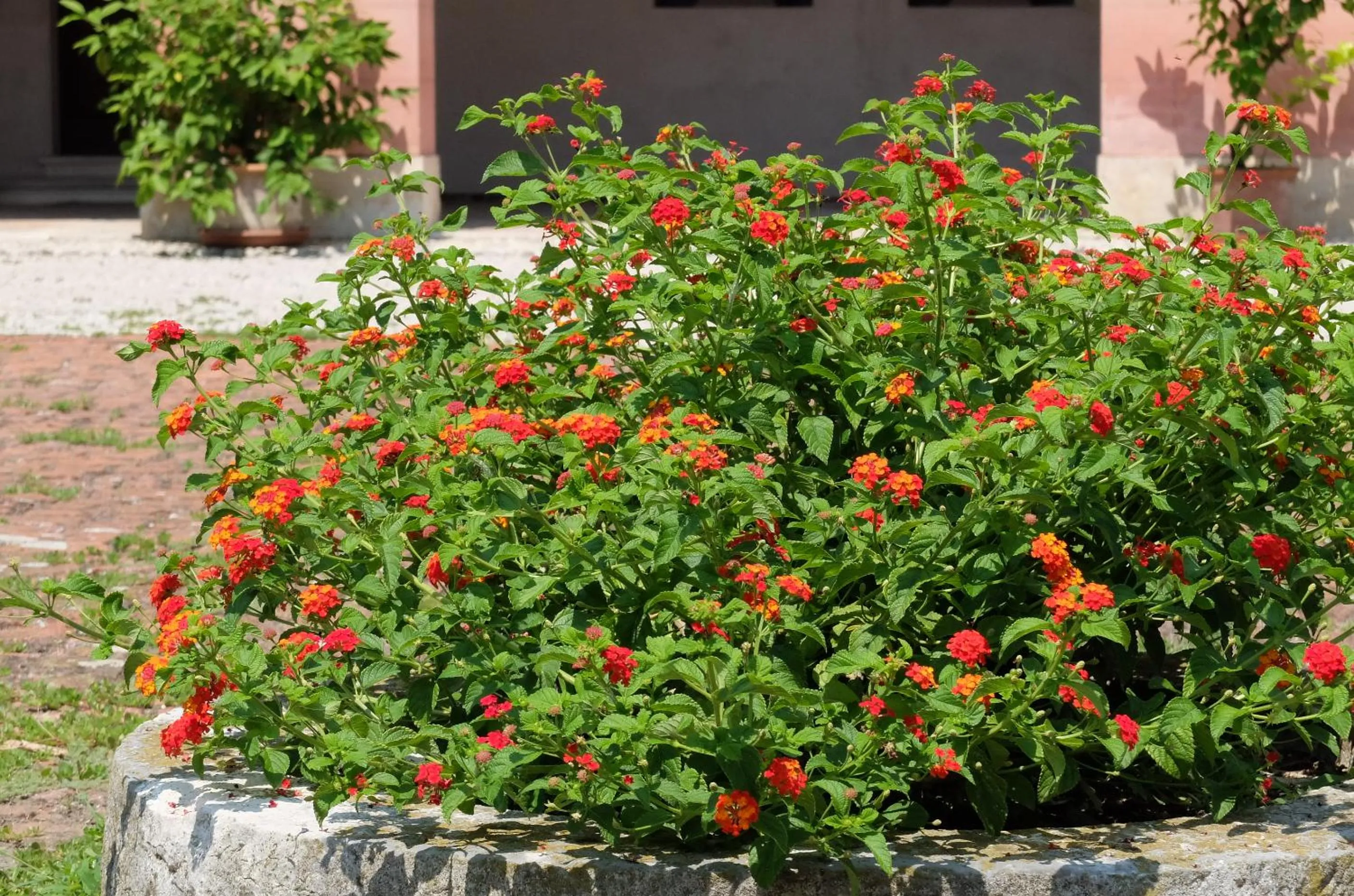 Inner courtyard view in Il Selese
