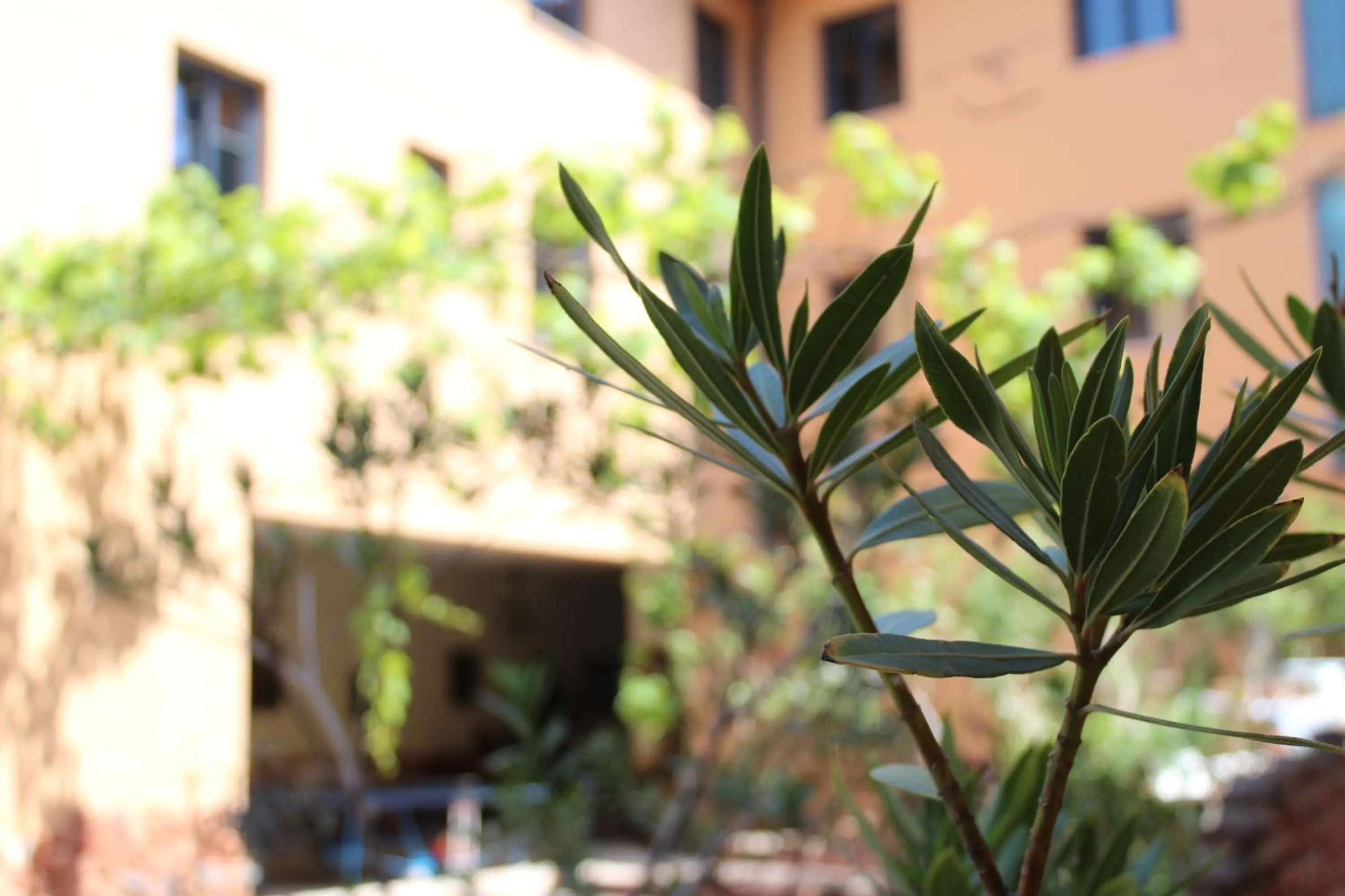 Garden in Máté Pension