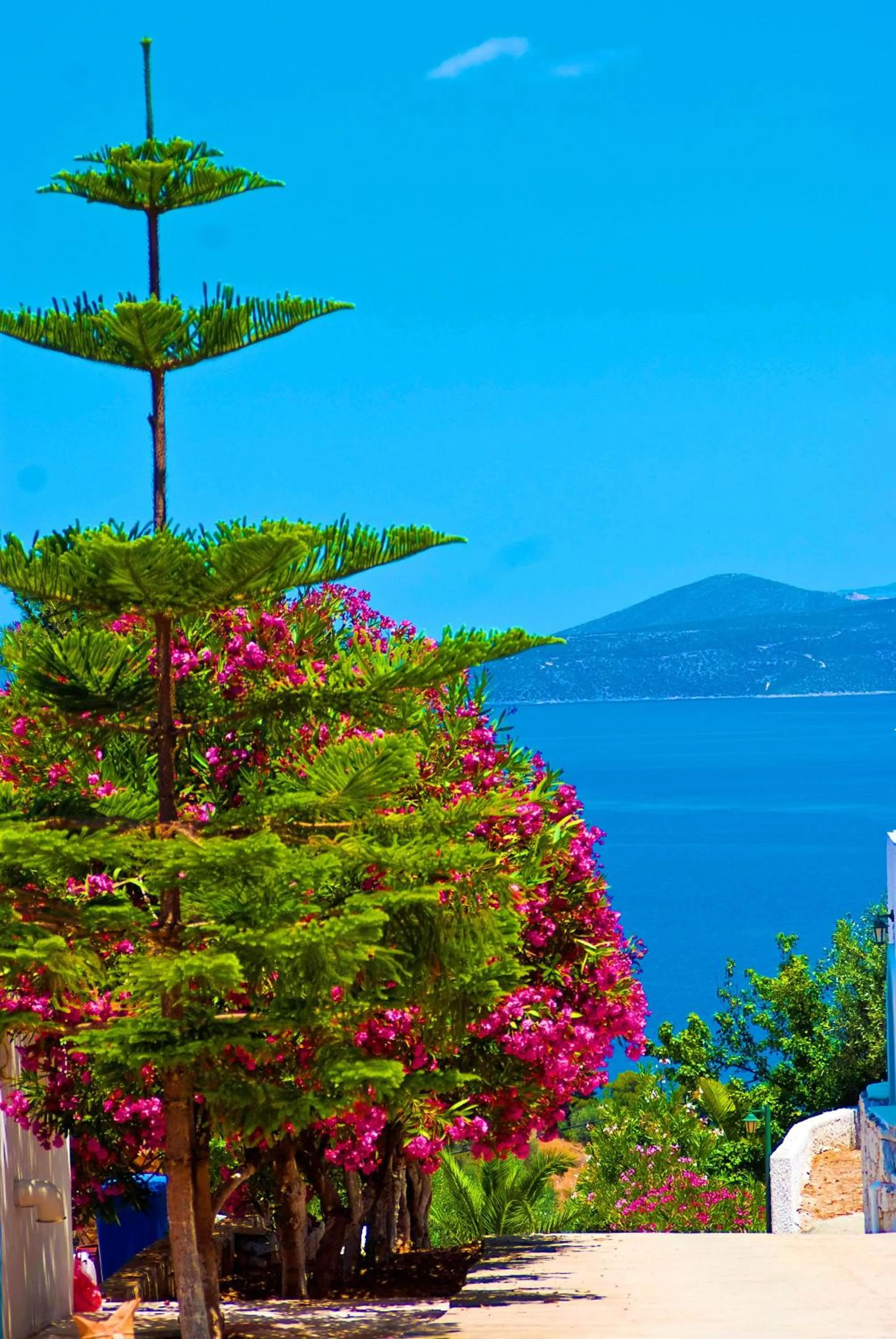 Garden in Villa Agnanti Boutique