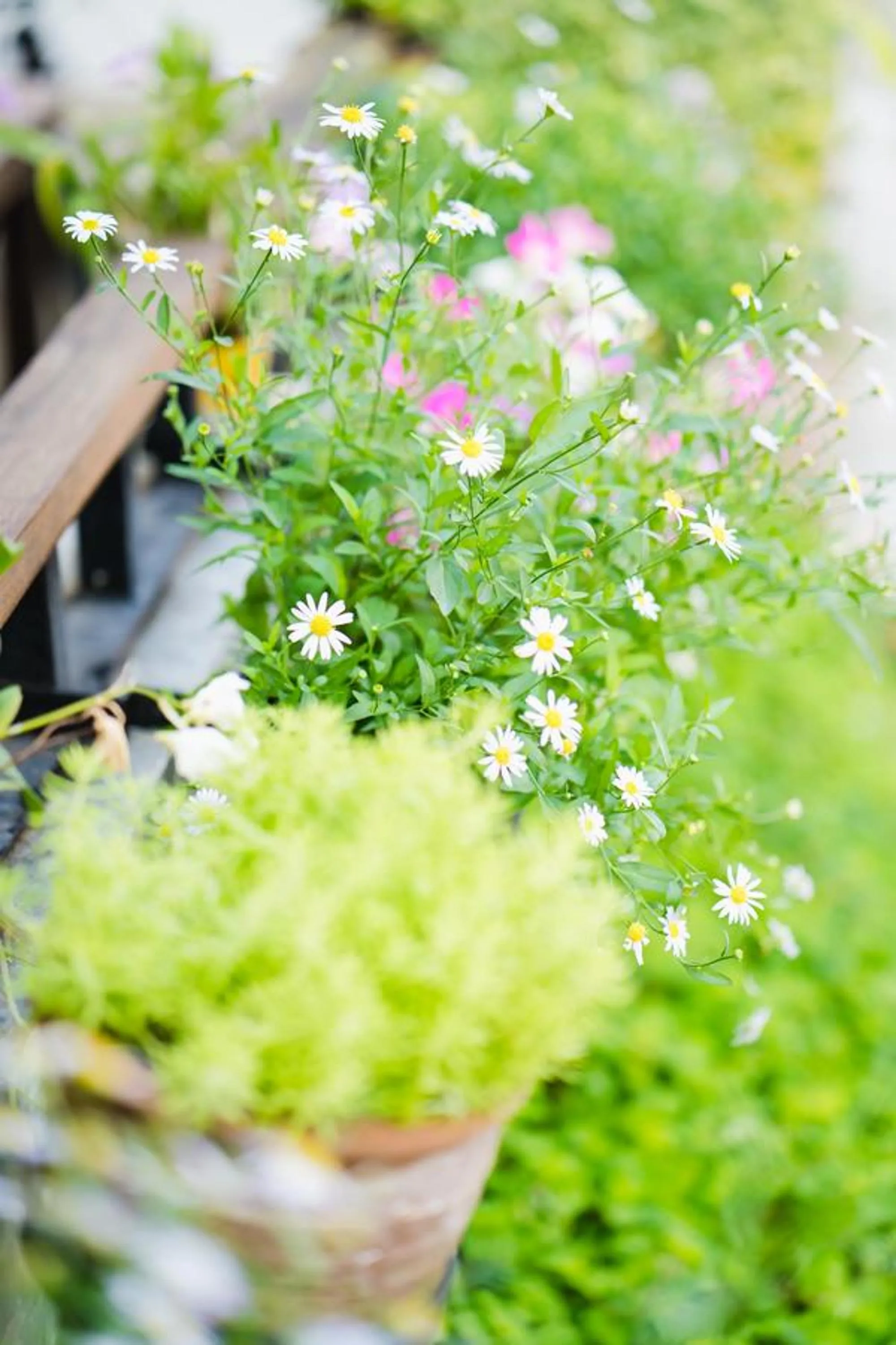 Garden in Sabuy Chiangmai