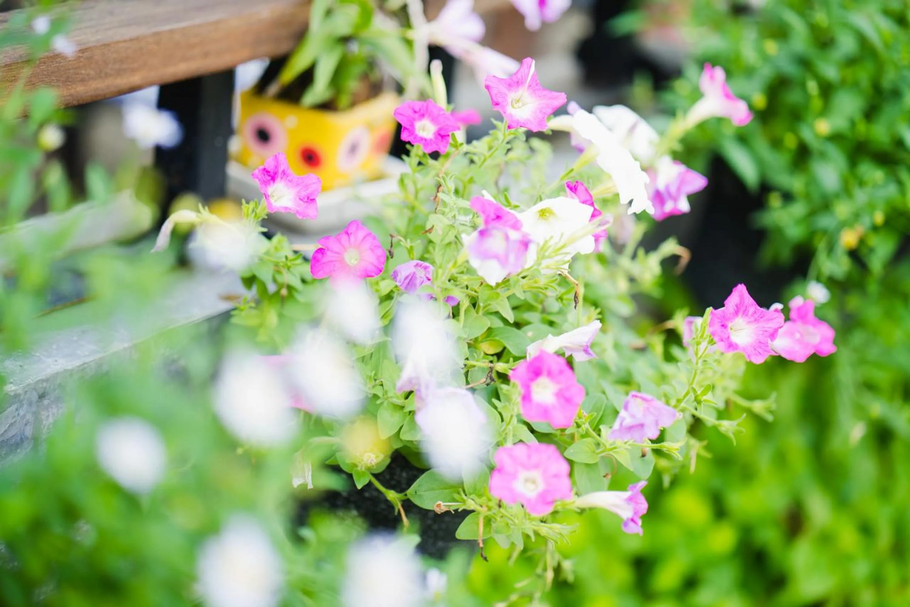 Garden in Sabuy Chiangmai