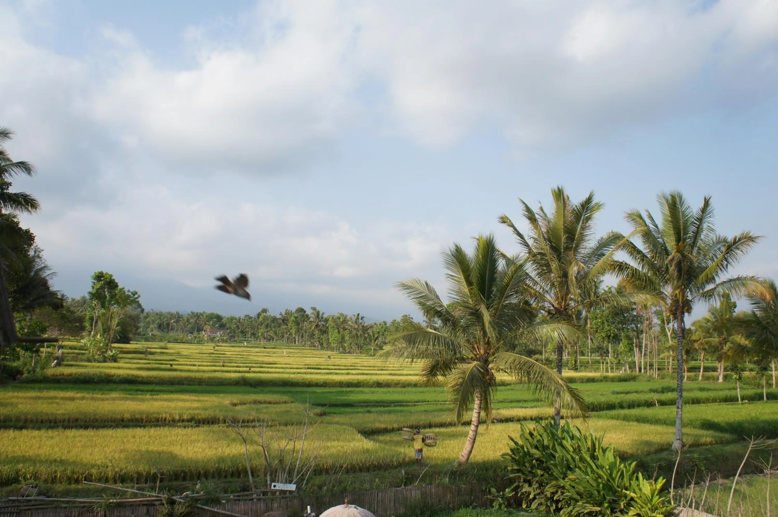 Tetebatu Flush Harmony