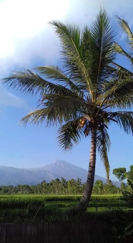 Tetebatu Flush Harmony