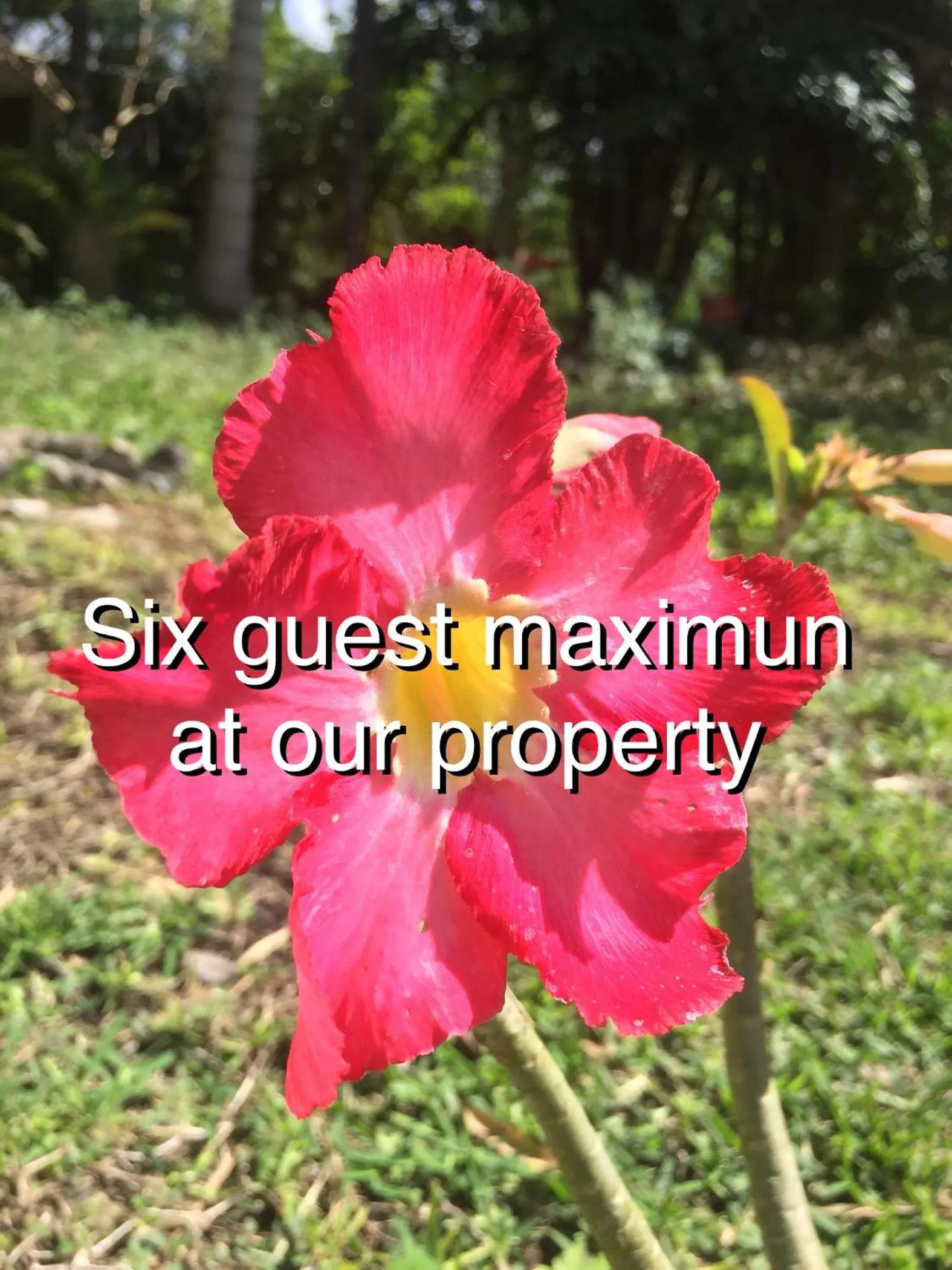 Garden in Estancia Lapislázuli