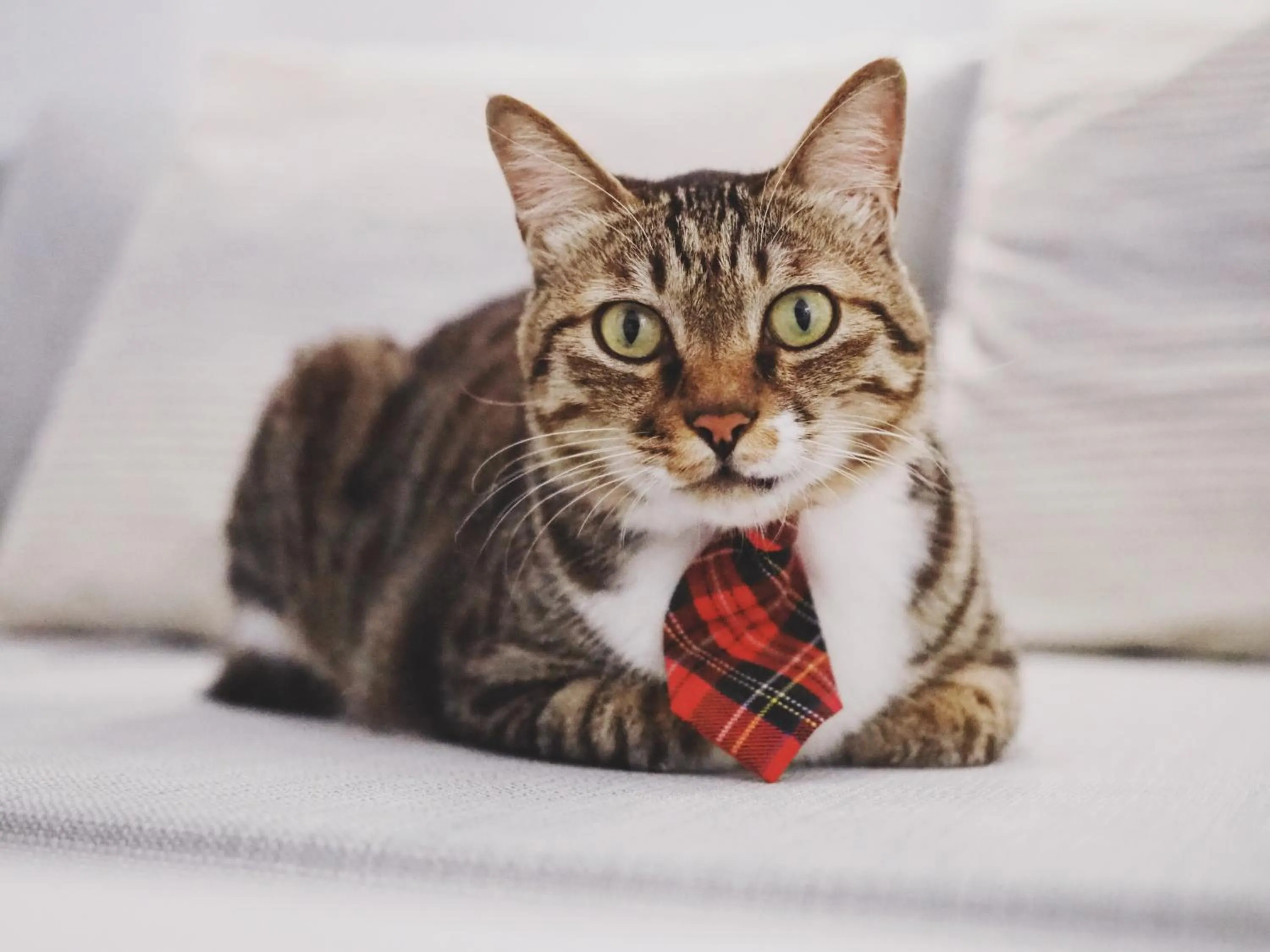 Pets in Cat at Greece