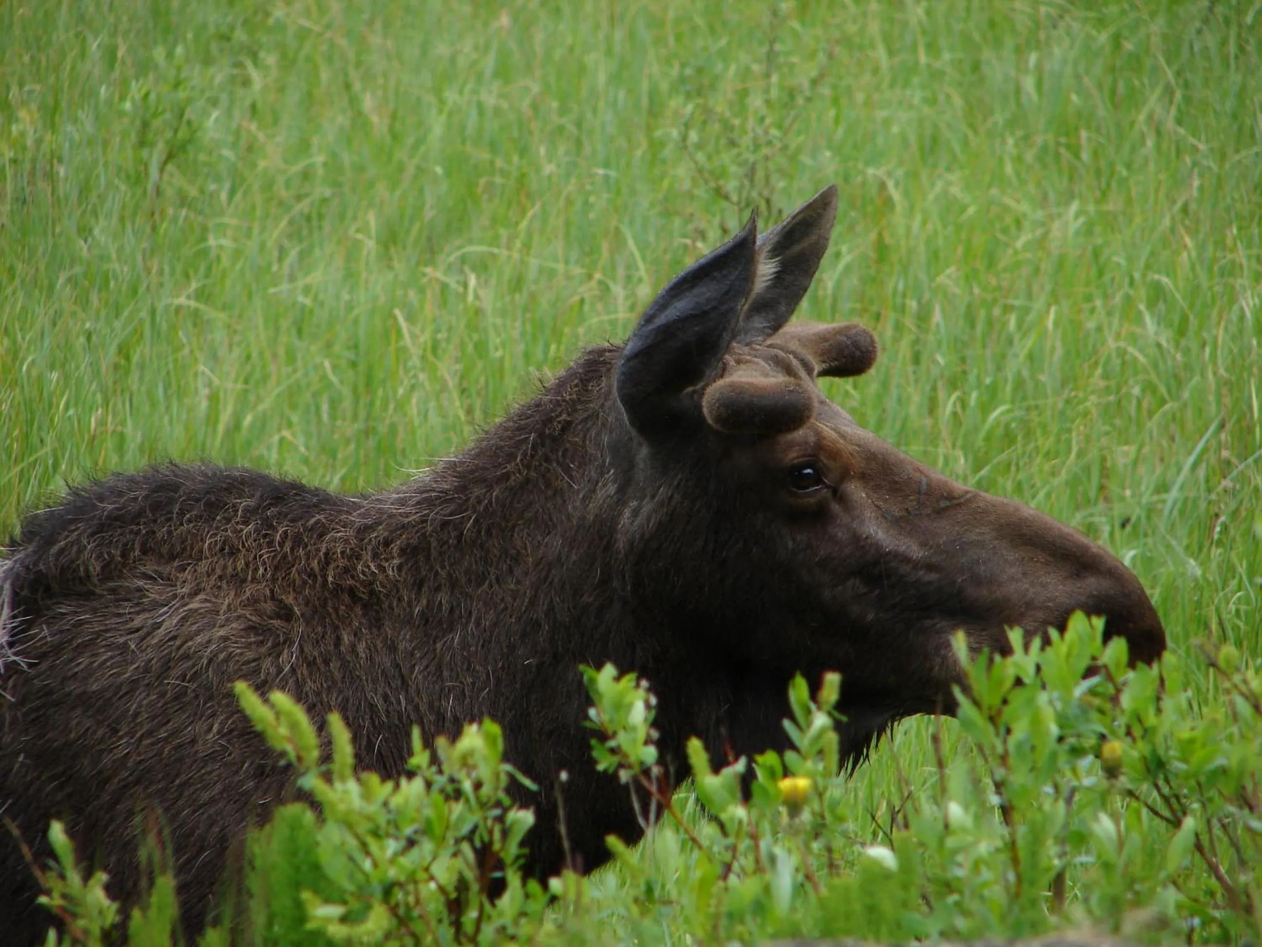 Animals in Mica Mountain Lodge & Log Cabins