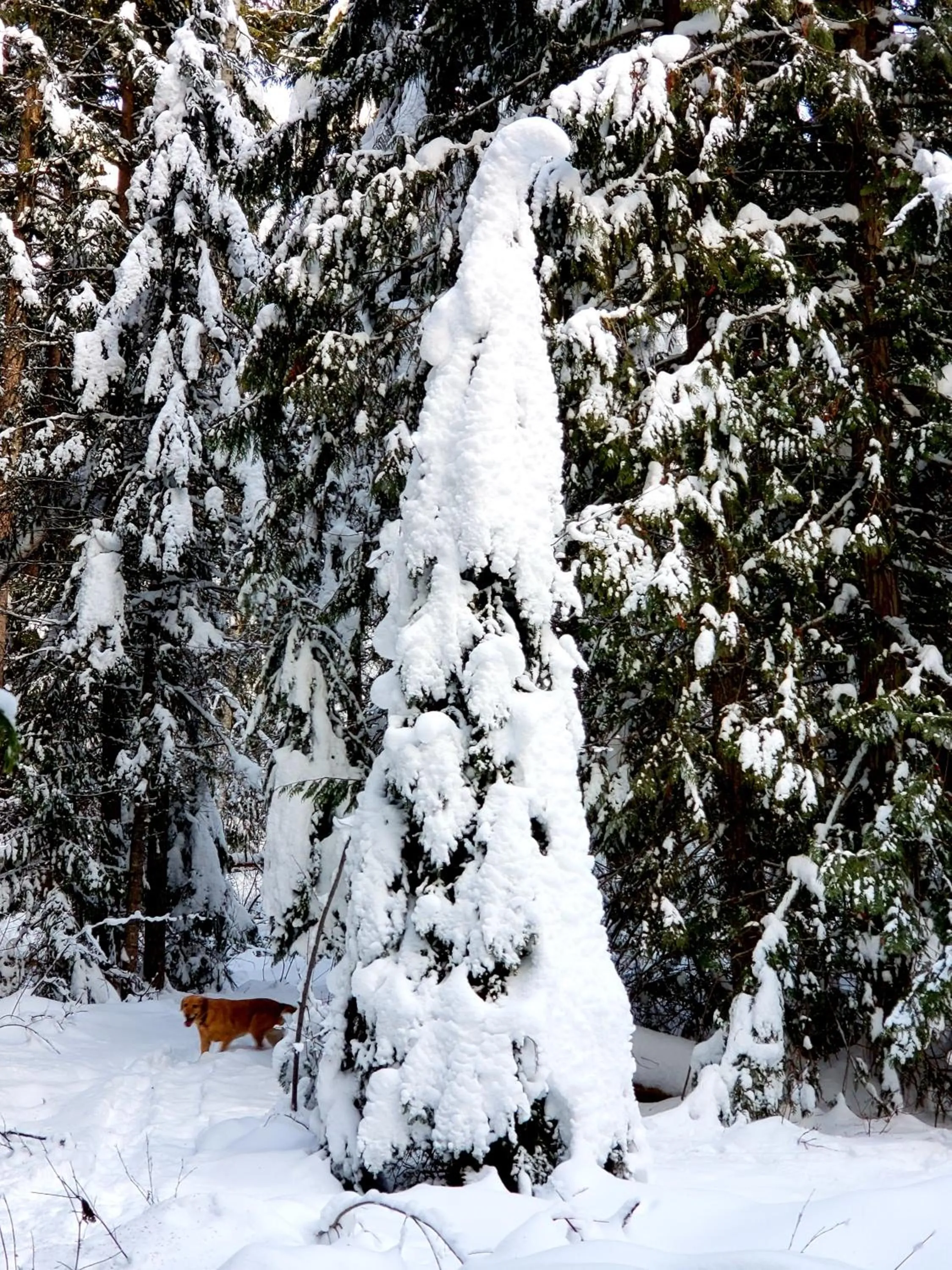 Natural landscape in Mica Mountain Lodge & Log Cabins